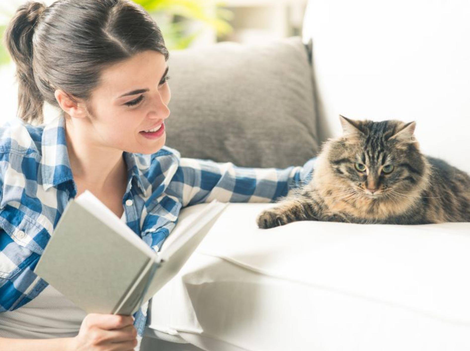 Clickertraining mit Katzen: Auch der Mensch muss auf einiges achten – Bild: Shutterstock / Stokkete