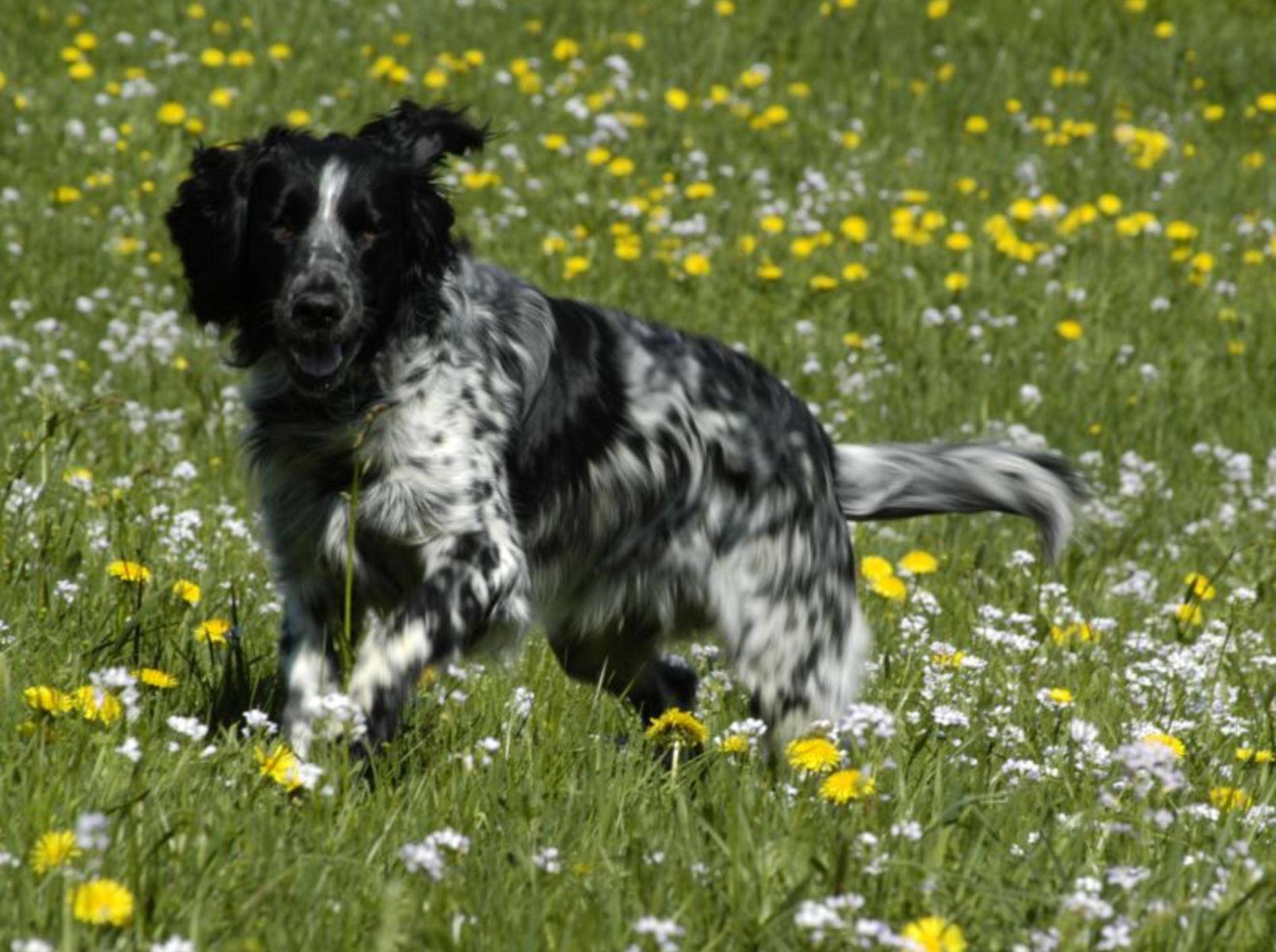 Großer Münsterländer: Viel Auslauf ist unverzichtbar für den Hund – Bild: Shutterstock / Bildagentur Zoonar GmbH