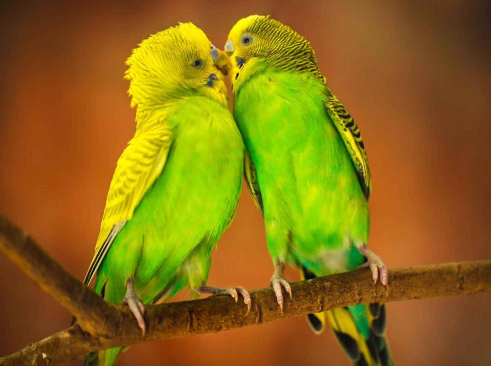 Schöner Anblick: Ein Wellensittichpaar in leuchtenden Gelb- und Grüntönen – Bild: Shutterstock / Patrick Foto