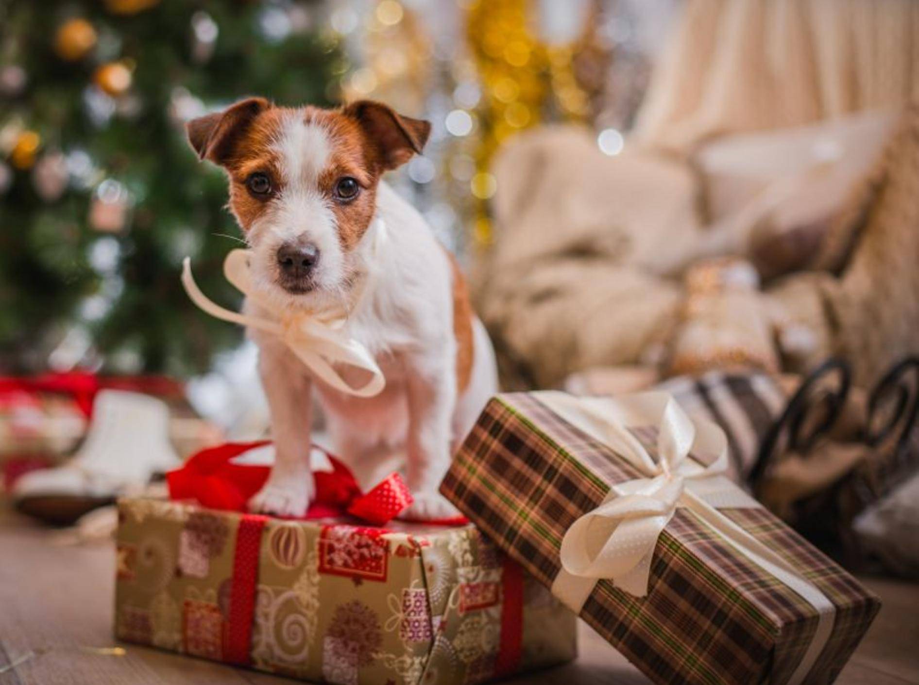Schöner Weihnachtsspaß: Geschenke für Hunde – Bild: Shutterstock / dezi