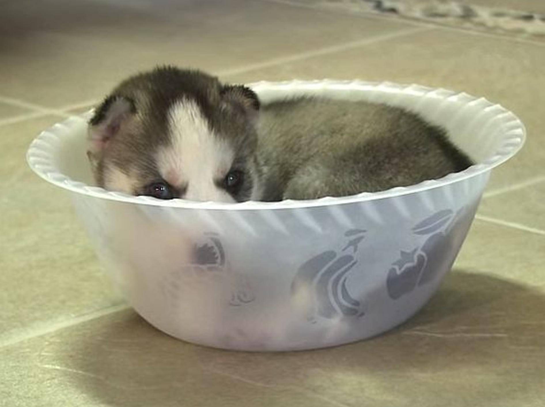 Huskywelpe: Wie komme ich hier bloß raus? – Bild: Youtube / The Pet Collective