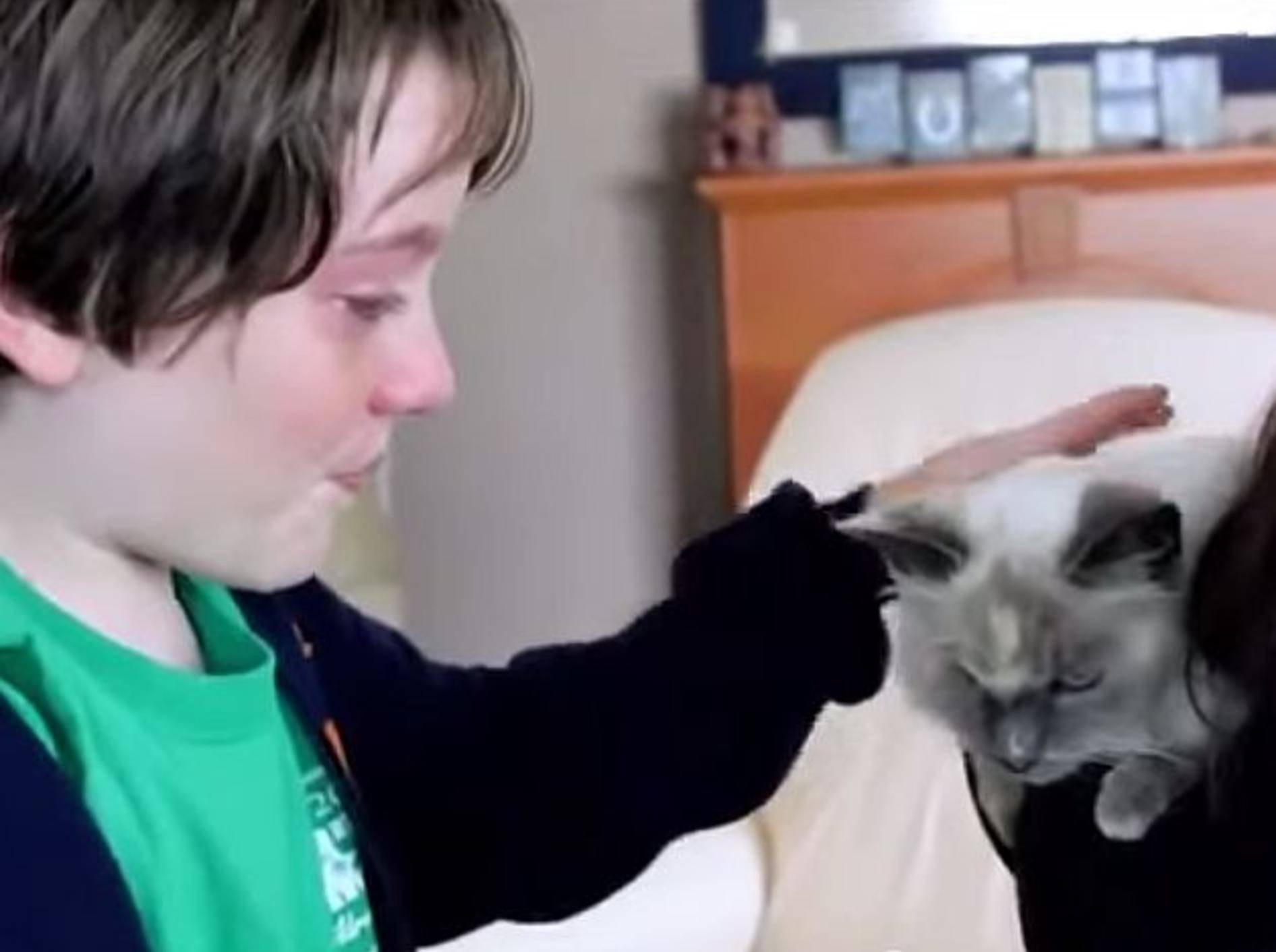 Rührend: Rückkehr einer entlaufenen Katze – Bild: Youtube / Rumble Viral