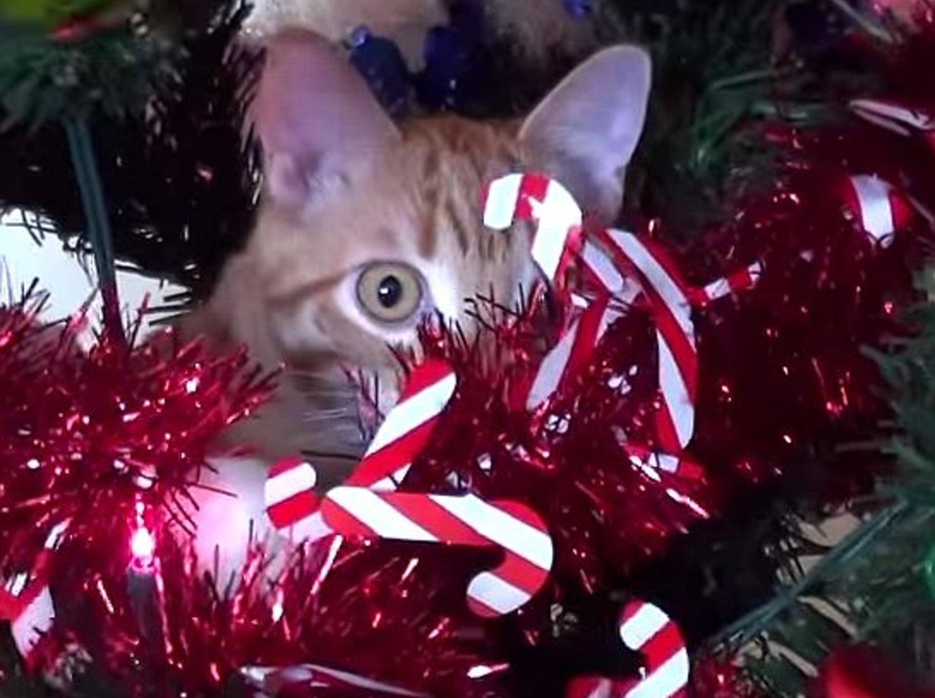 Kater Marmalade hilft bei der Weihnachtsdeko – Bild: Youtube / Cole and Marmalade