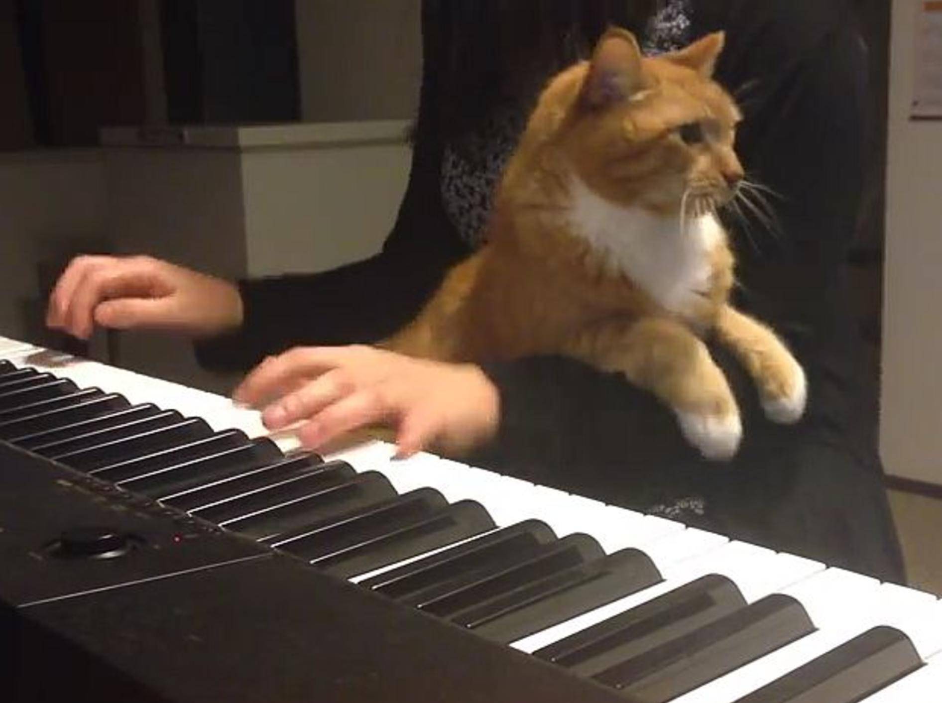 Klavierduett mit einer musikalischen Katze – Bild: Youtube / Leila Elkhalidy