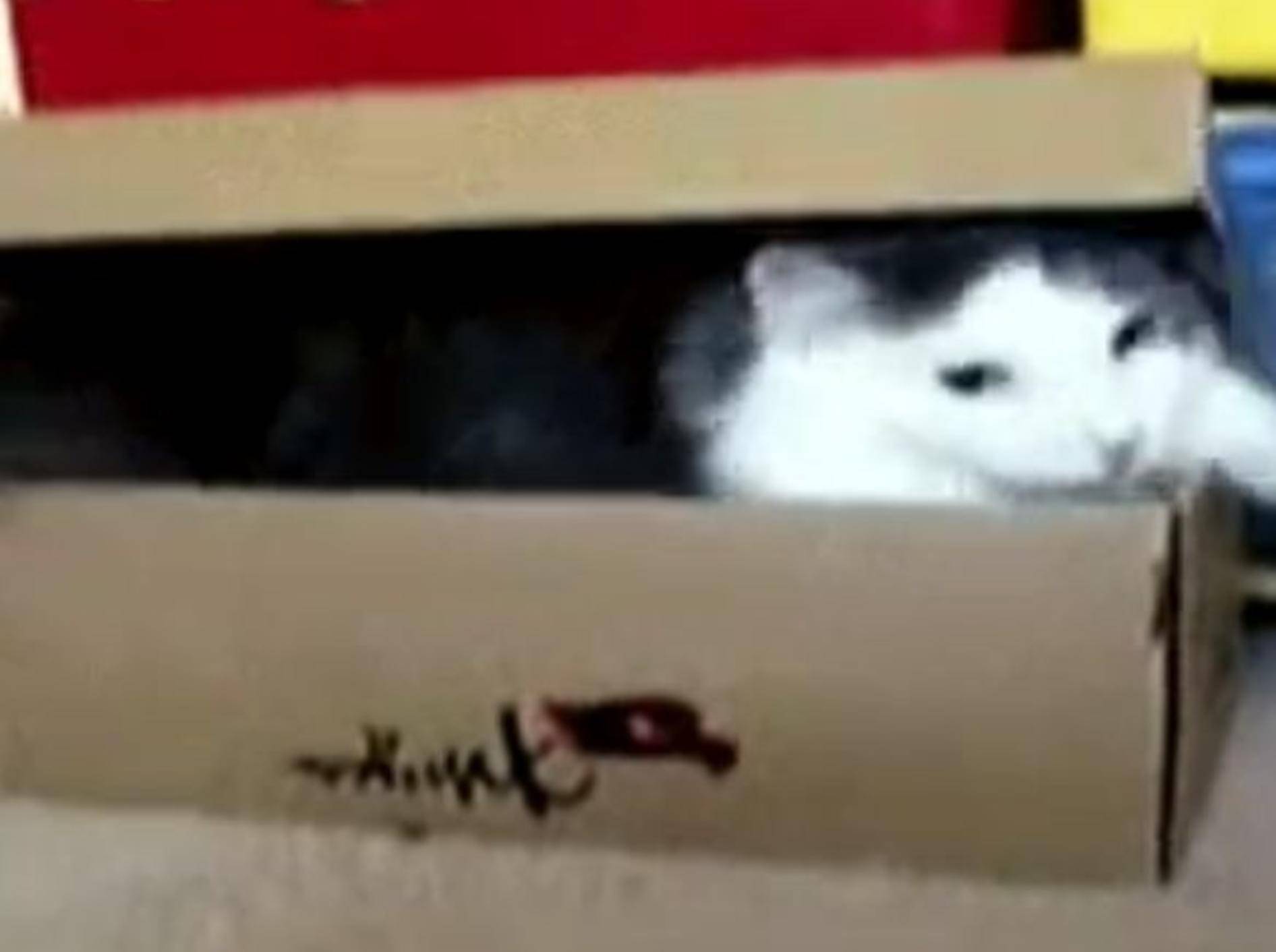 Katzenversteck-Profi zeigt einen Trick – Bild: Youtube / WHTSAPP VIDEOS 2014