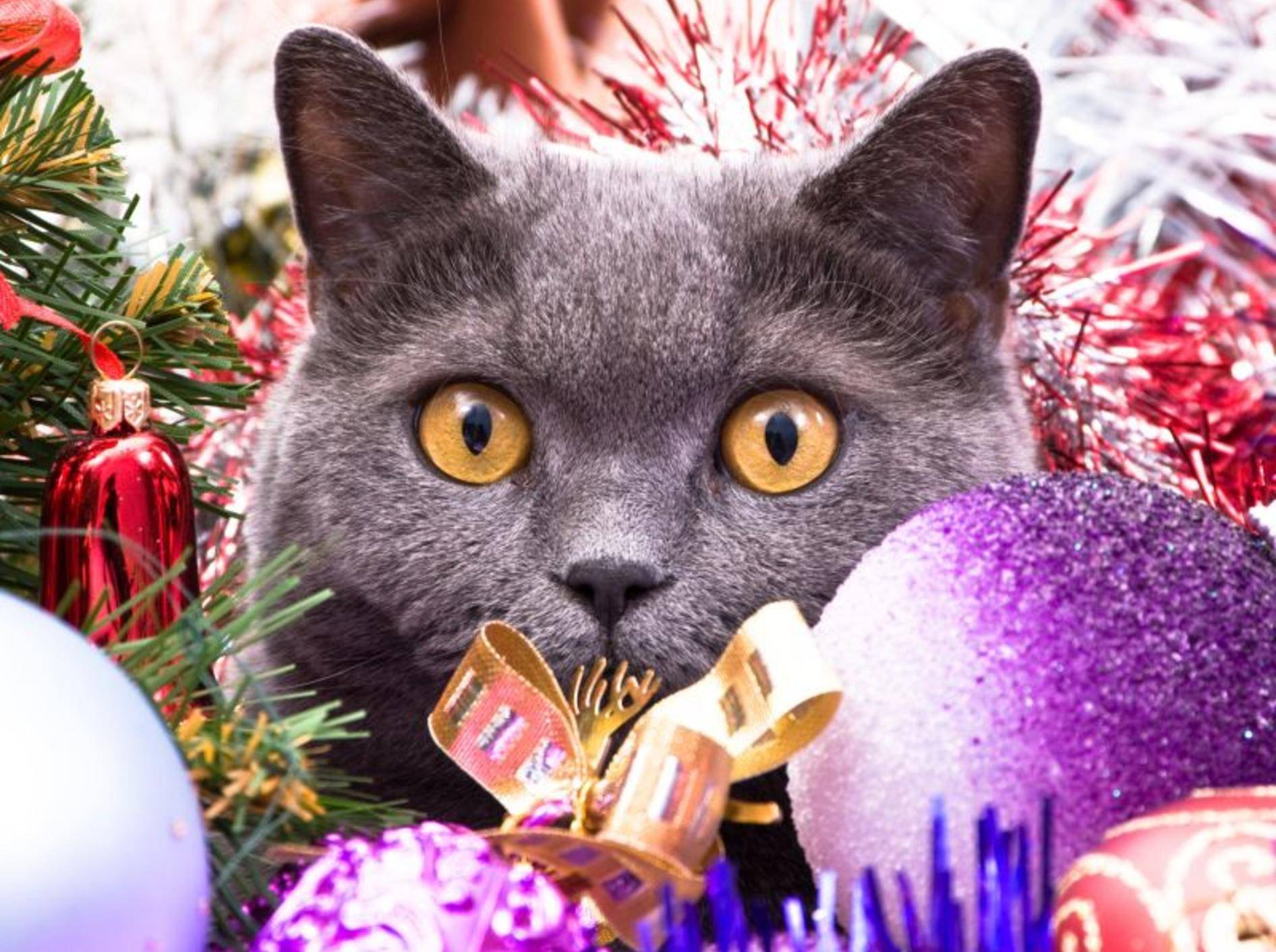 Behalten Sie Ihre Katze in der Weihnachtszeit gut im Blick – Bild: Shutterstock / Dmitry Bruskov