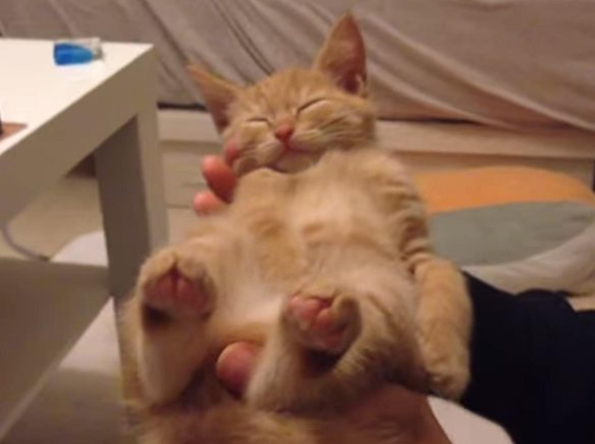 So herzig: Rotes Katzenbaby schläft in Händen – Bild: Youtube / kohei ezaki