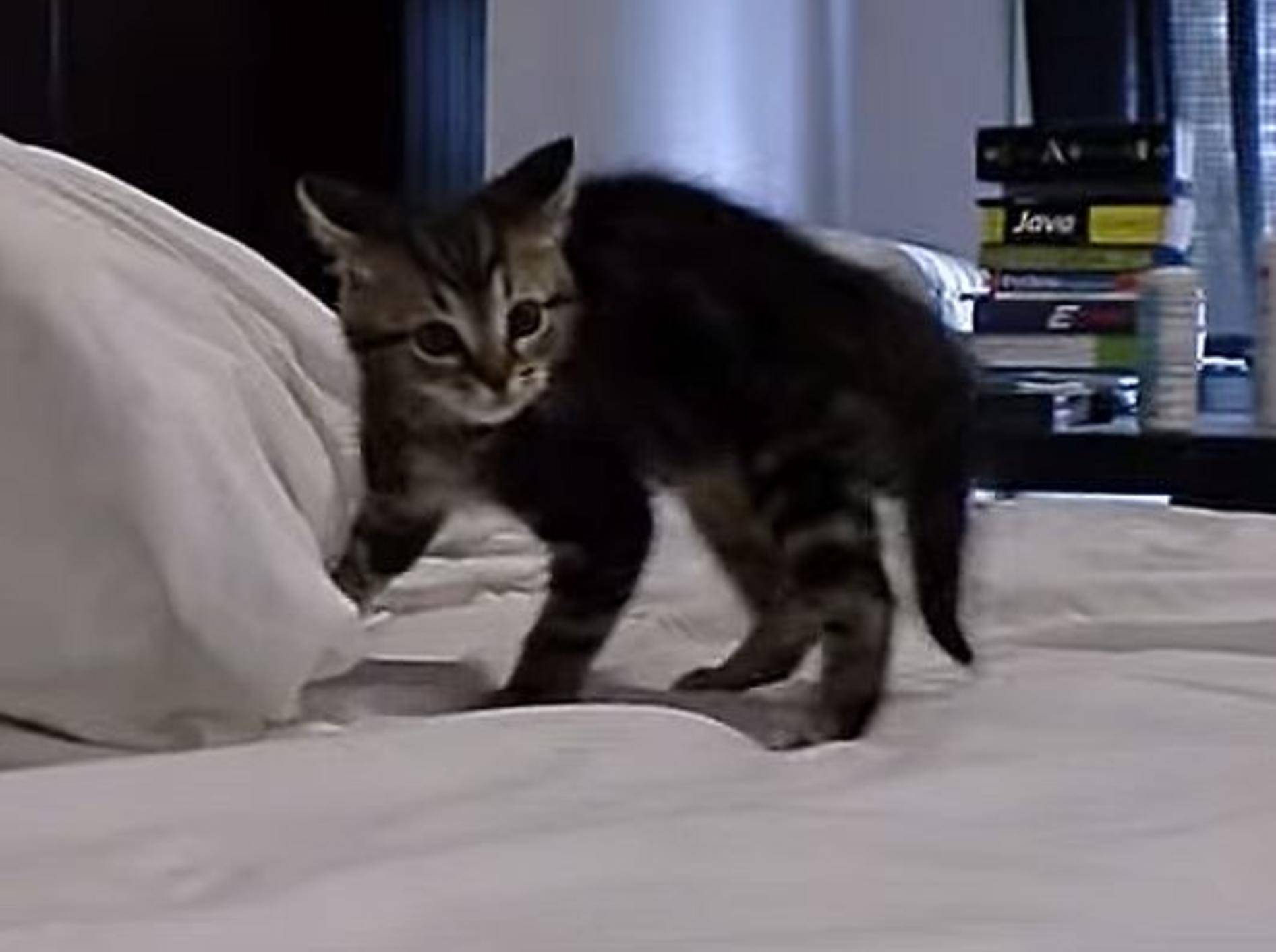 Zu süß: Ein Katzenbaby außer Rand und Band – Bild: Youtube / MrGoreMod