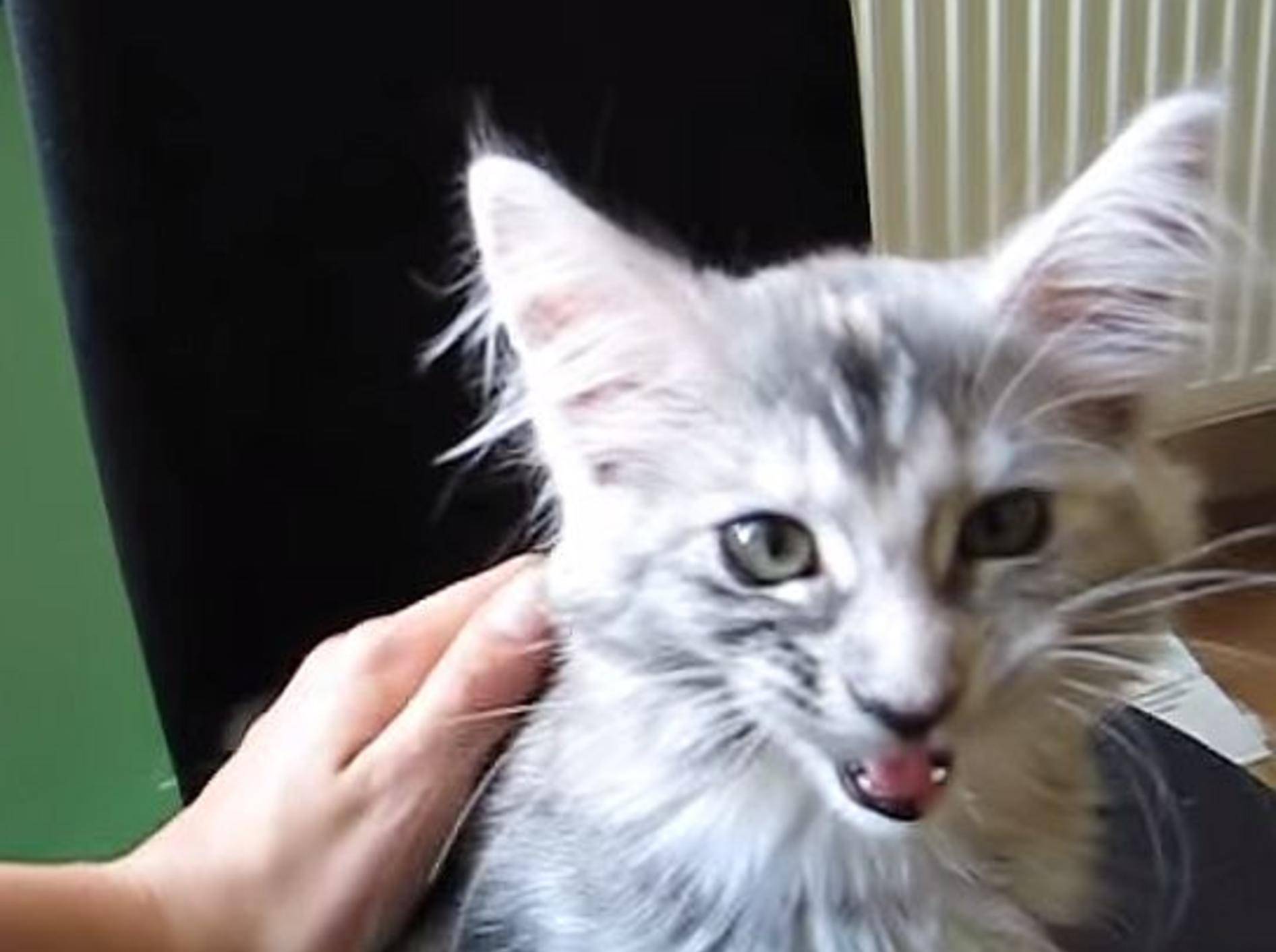 Knuffig: Maine-Coon-Katzenbaby hat viel zu erzählen – Bild: YouTube / yokophoenix