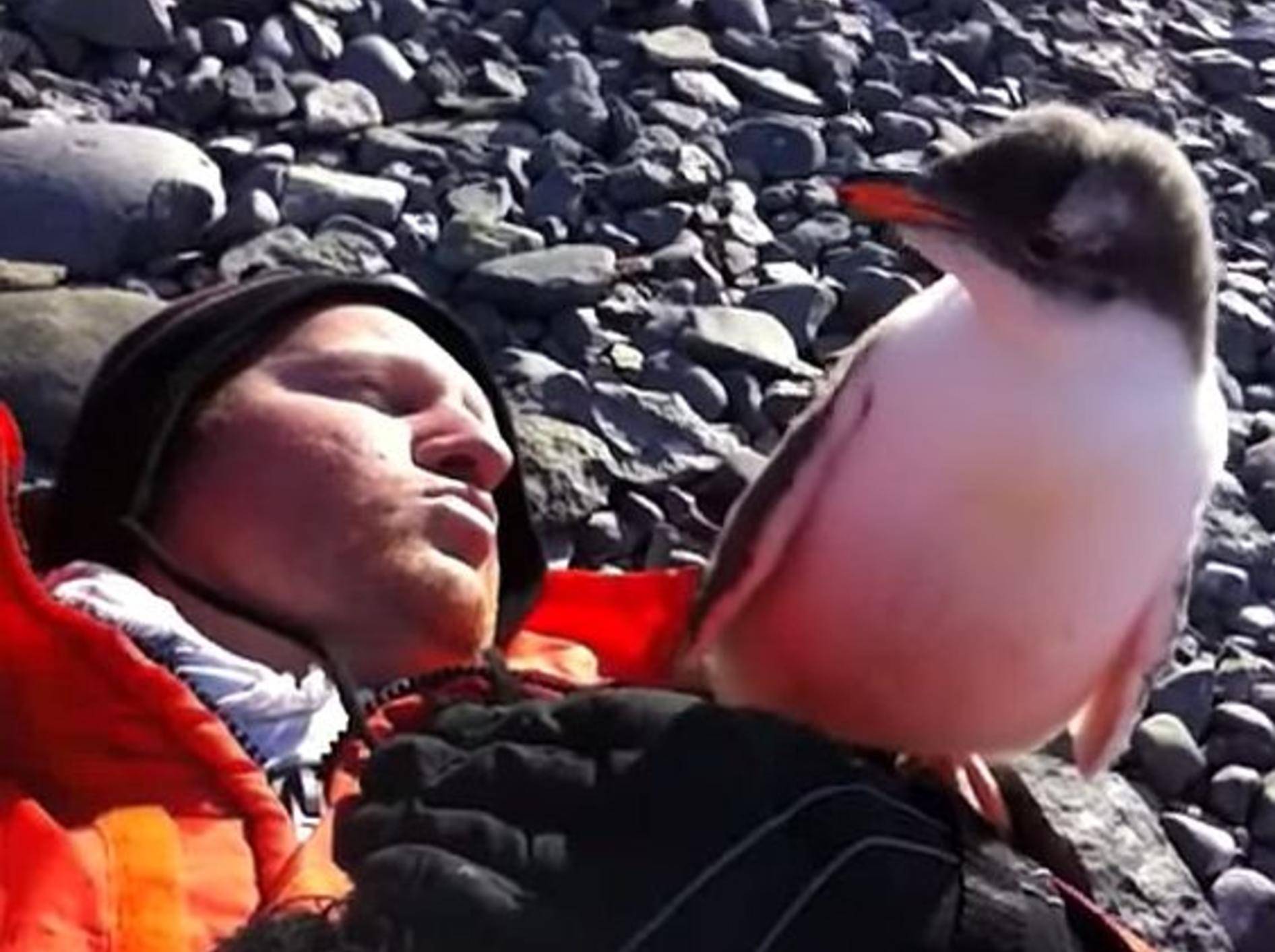 Baby-Pinguin: "Huch, ein Mensch!" – Bild: Youtube / Joel Oleson