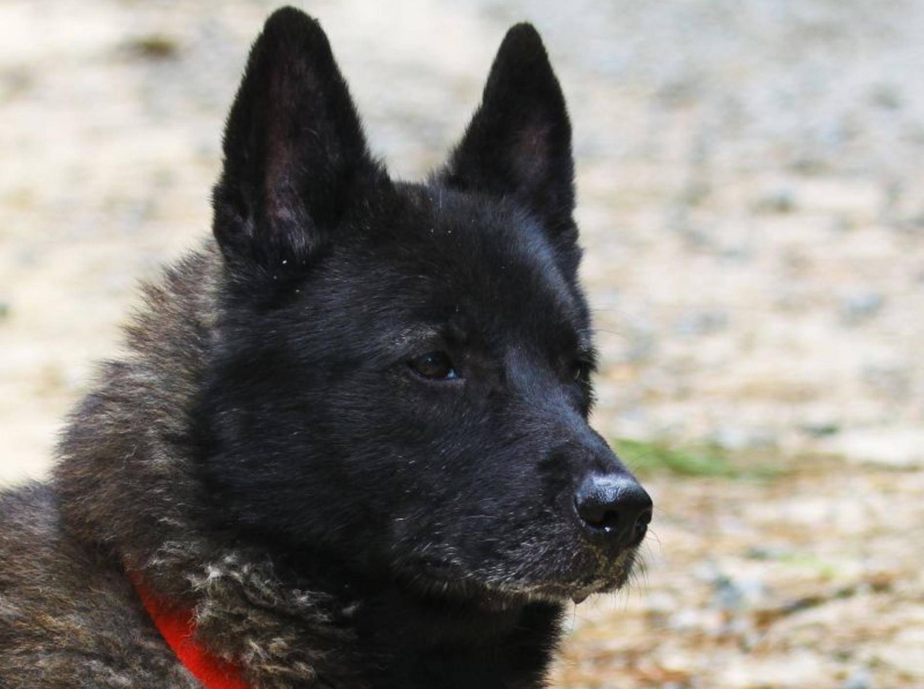 Der Norwegische Elchhund ist ein eigenständiger und wachsamer Hund – Bild: Shutterstock / Barry Blackburn