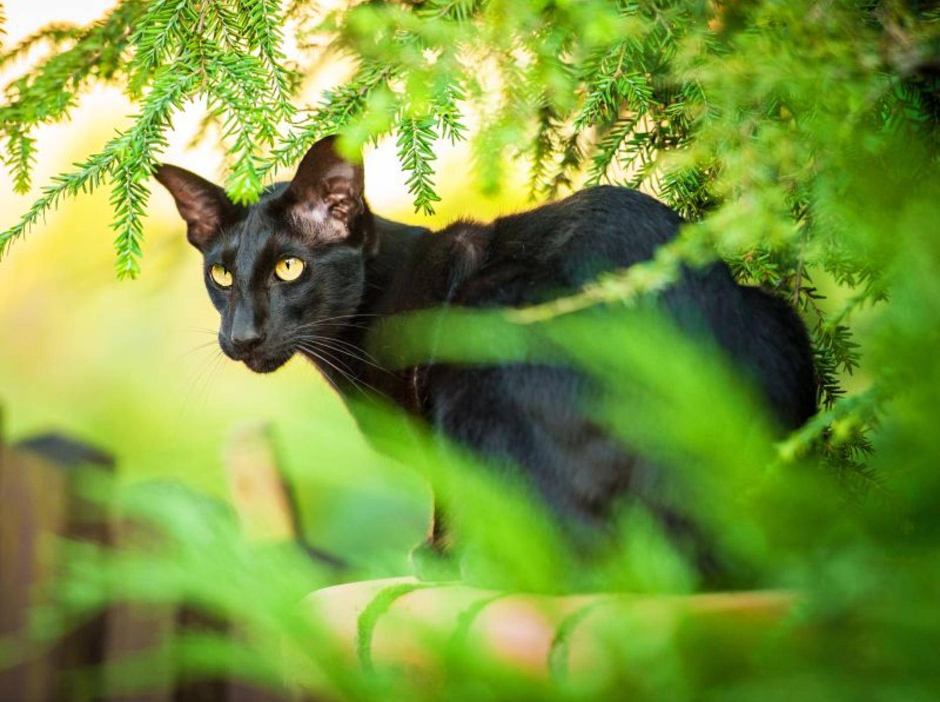 Die Orientalisch Kurzhaar ist eine neugierige, aktive Katze – Bild: Shutterstock / Rita Kochmarjova