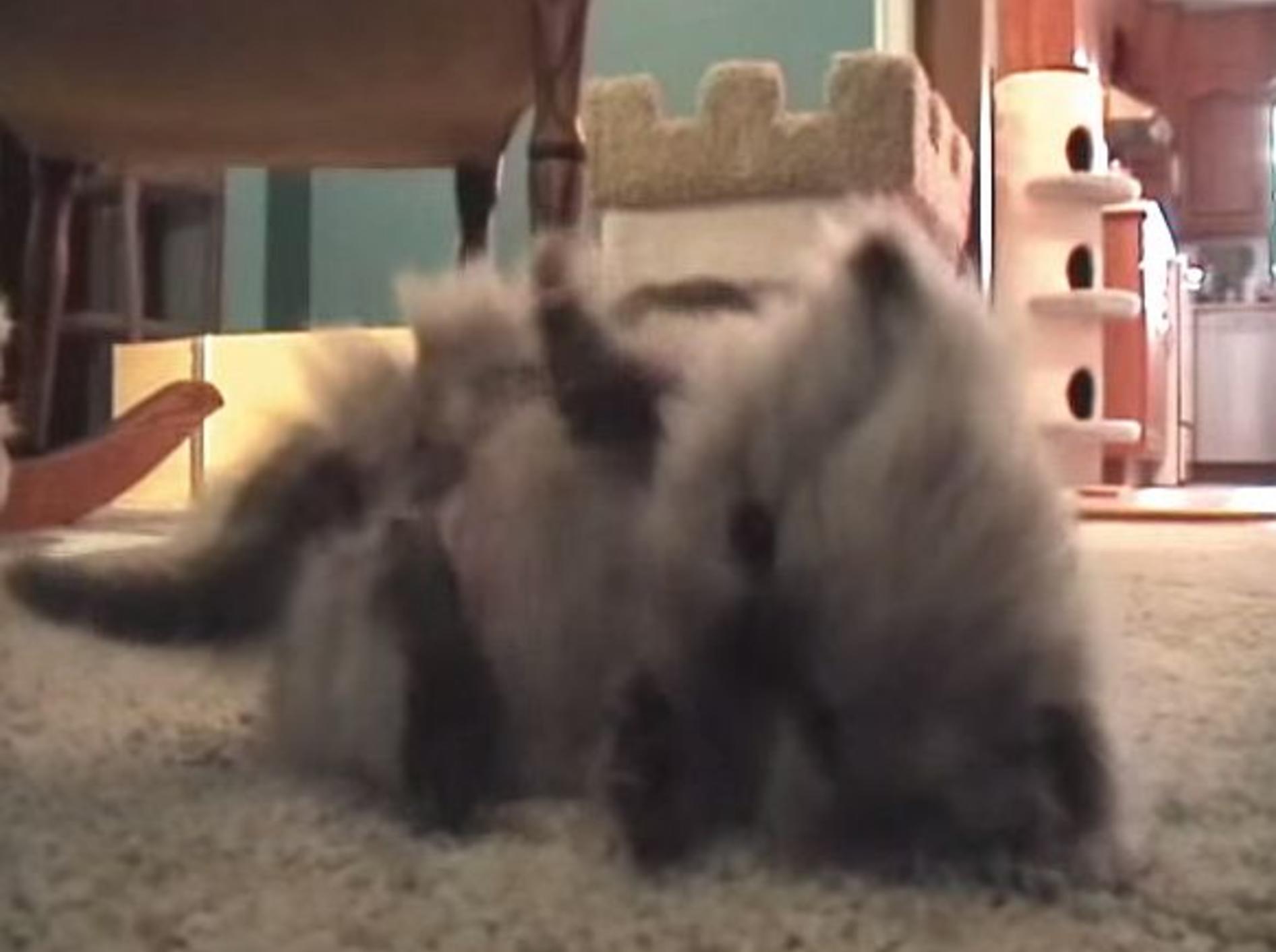 Supersüß: Babykatze macht erste Schrittchen – Bild: Youtube / ShallAdore Cats