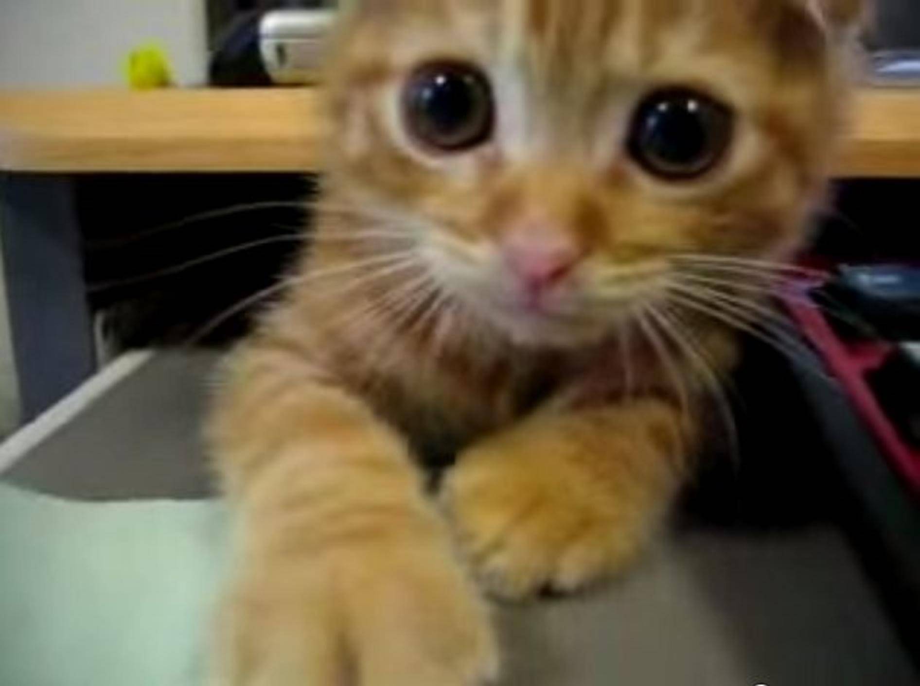 Rote Katze: Versteckenspielen macht Spaß! – Bild: Youtube / Cute & Funny Cats !