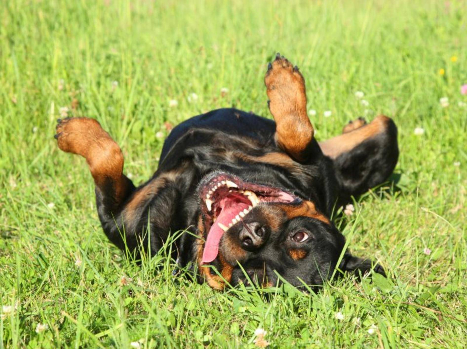 Der Rottweiler braucht Platz und Zeit zum Toben im Freien – Bild: Shutterstock / Jagodka