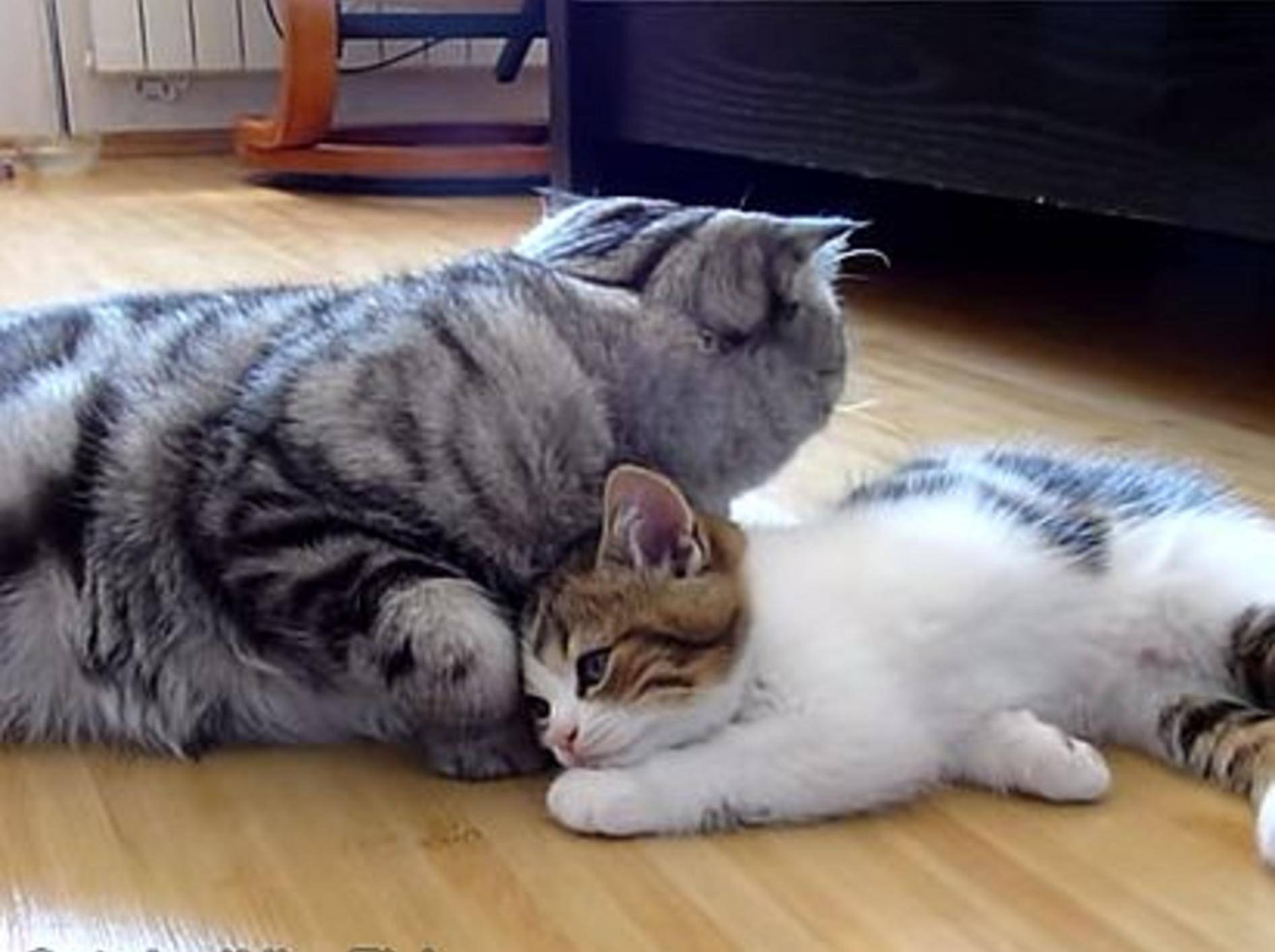 Bezauberndes Katzenbaby: "Hey, beachte mich doch Mal!" – Bild: Youtube / Funnycatsandnicefish