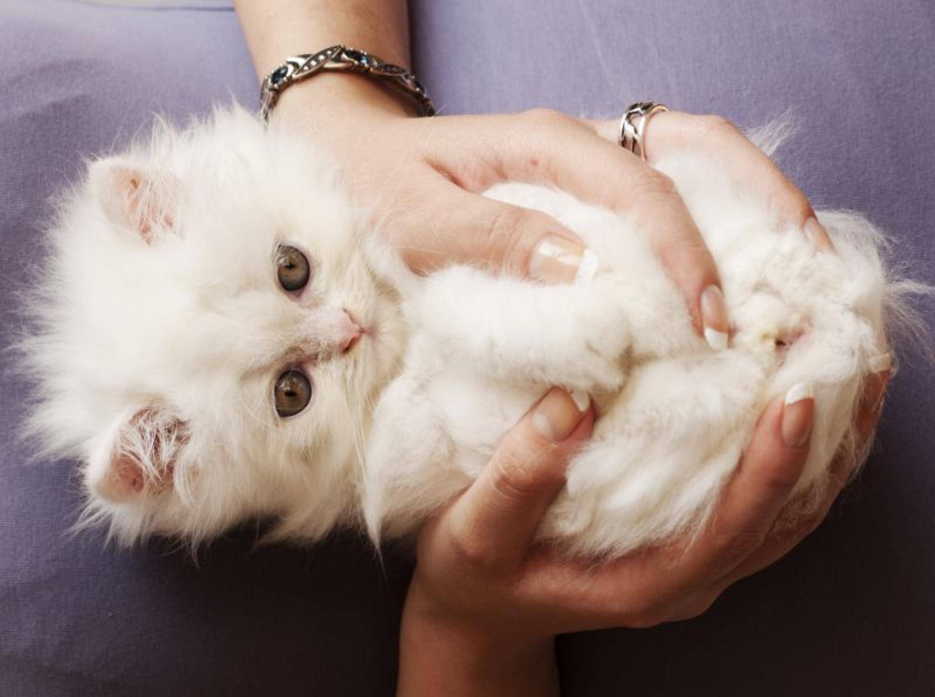 Eine Hand voll Glück: Das vielleicht süßeste Perserkatzenbaby macht den Anfang – Bild: Shutterstock / DreamBiig