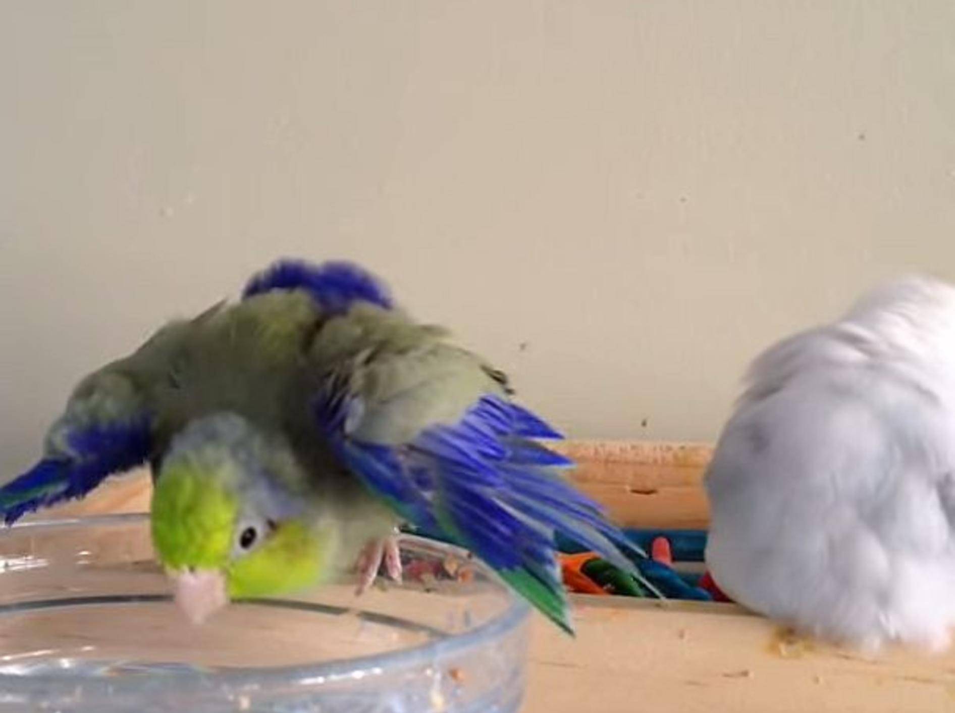 Zwei Kumpels genießen süße Sittich-Badezeit – Bild: Youtube / Peekaboo Parrots