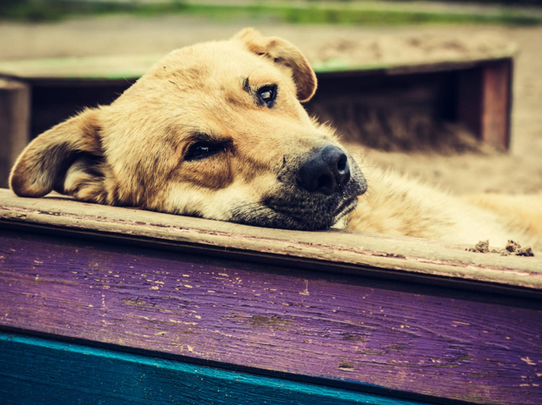 Im Alter braucht der Hund viel Ruhe und regelmäßige Untersuchungen – Bild: Shutterstock / Khamidulin Sergey