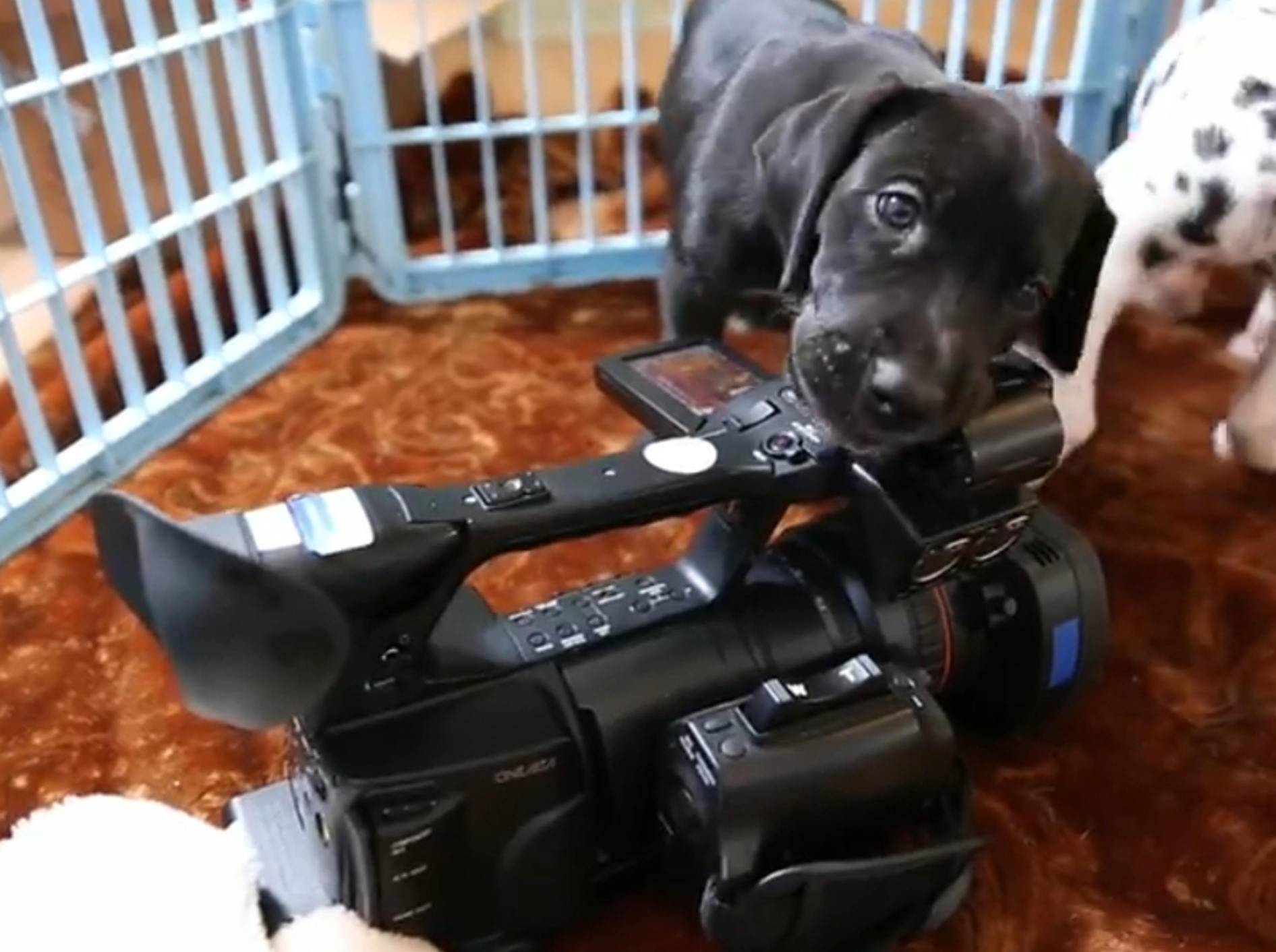 Süße Hundewelpen lieben Kamera – Bild: YouTube / The Pet Collective
