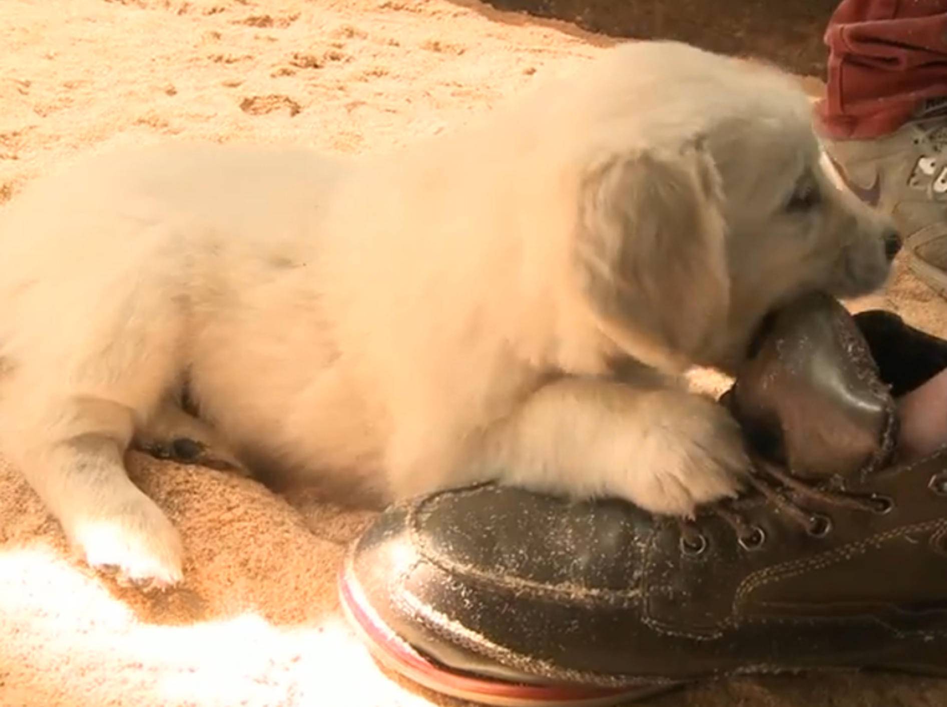 Golden Retriever: "Wir lieben Schuhe!" – Bild: YouTube / The Pet Collective