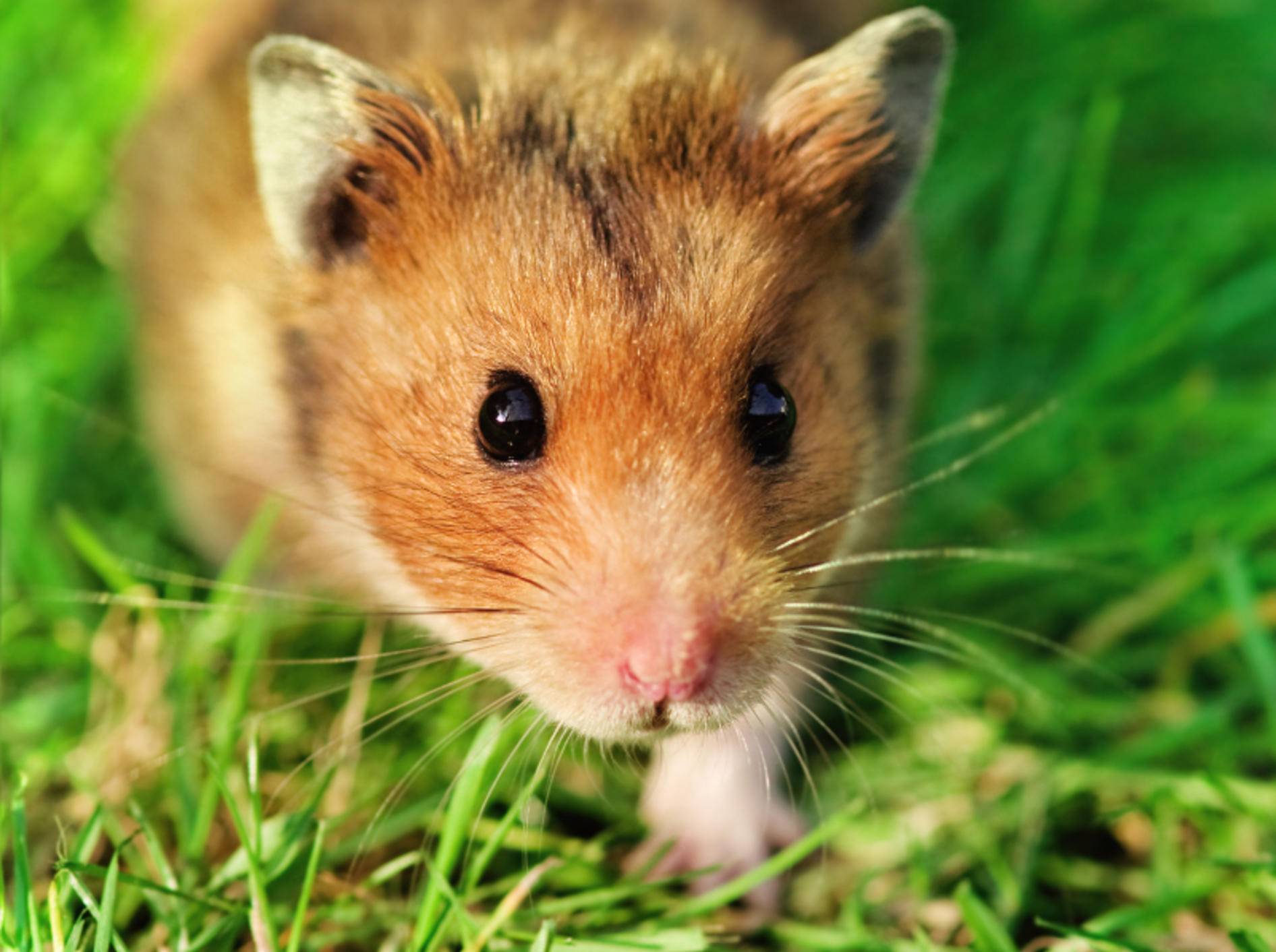 Wie alt werden Hamster? Lebenserwartung der Nager - GolDhamster Suess Guckt Im Kamera Shutterstock VeryOlive  102673247