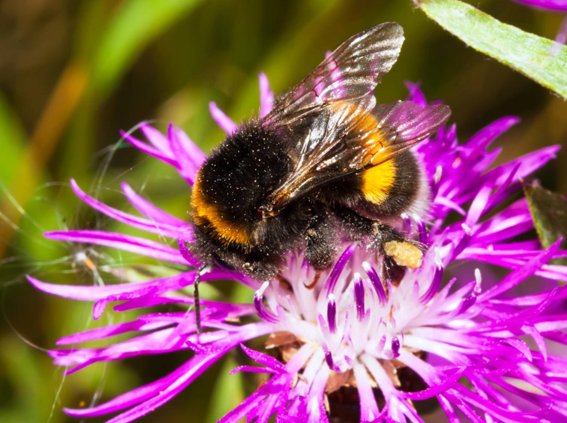 Hummeln gehören zur Familie der Echten Bienen – Bild: Shutterstock / Sailorr