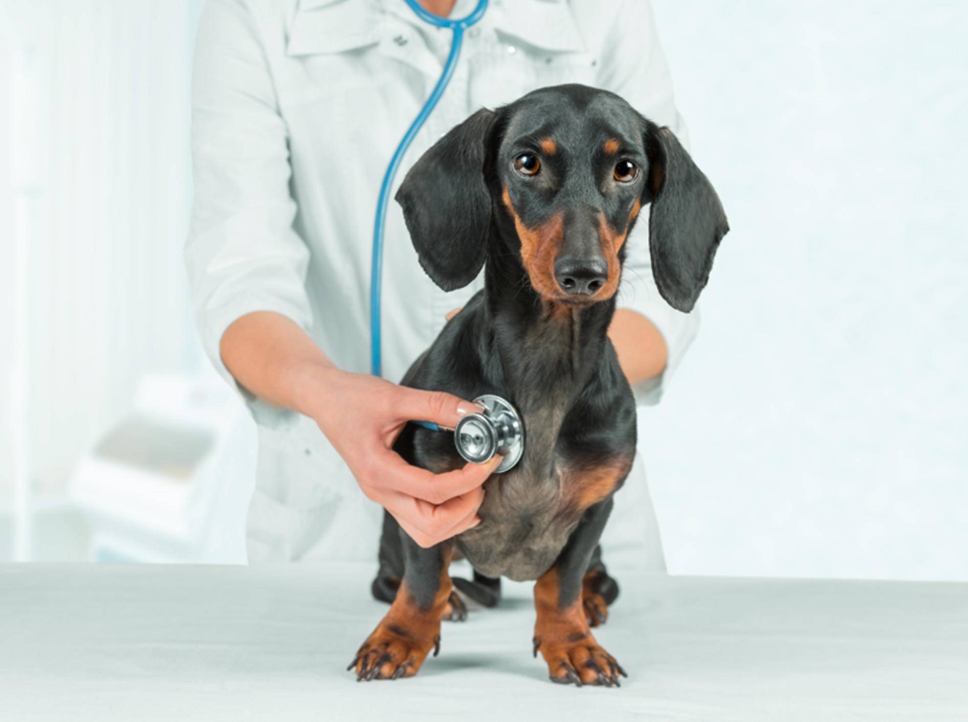 Die rechtzeitige Herzinsuffizienz-Diagnose mindert das Hundeleid – Bild: Shutterstock / Poprotskiy Alexey