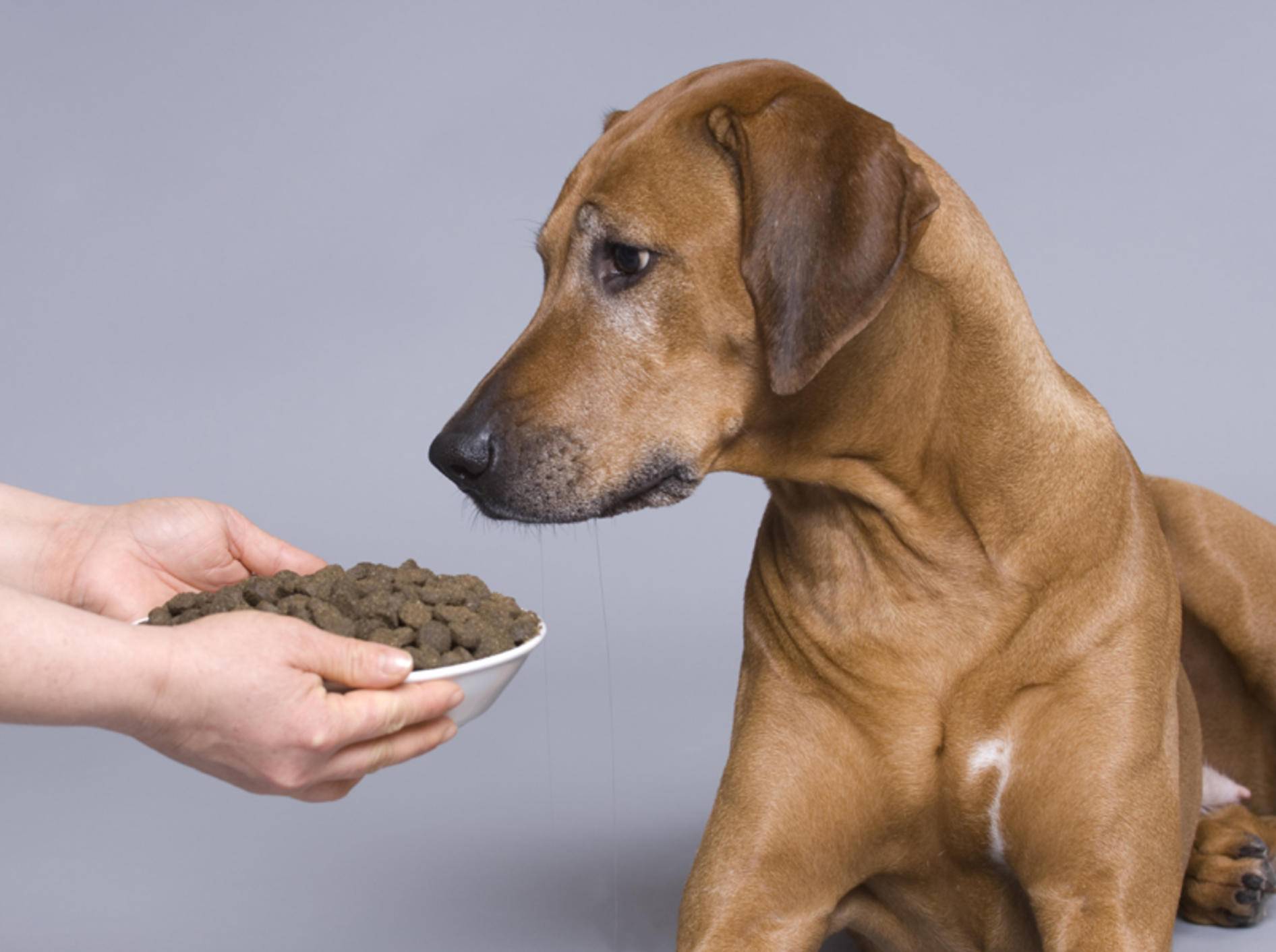 Ein Hund mit Arthrose sollte Übergewicht vermeiden – Bild: Shutterstock / Nancy Dressel
