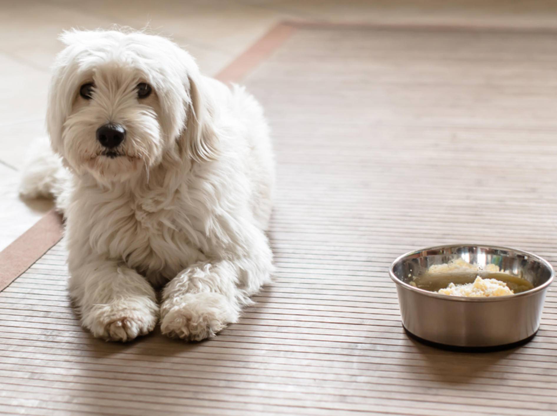 Eine Futterallergie kann für Hunde sehr belastend sein – Bild: Shutterstock / Cryber