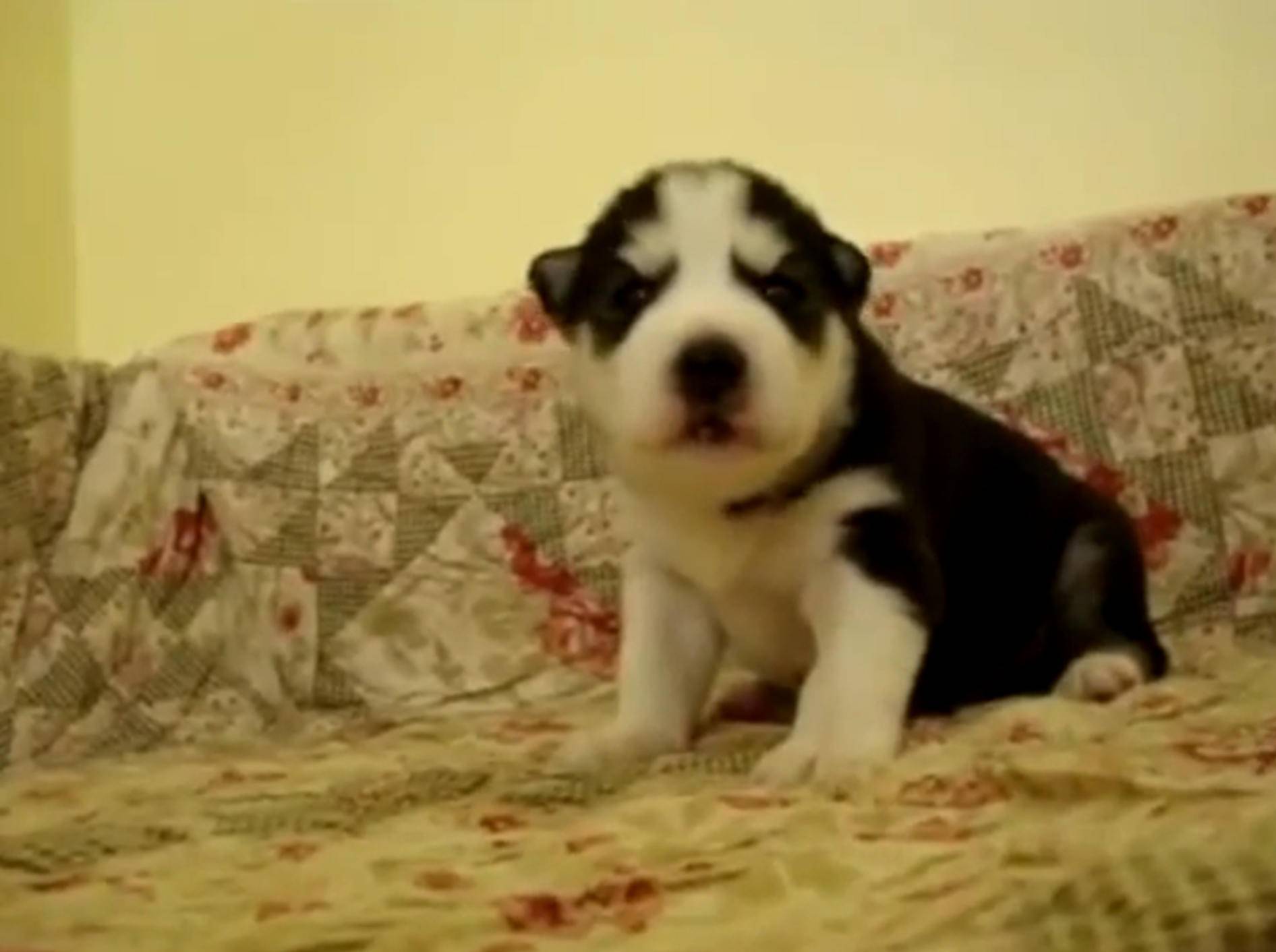 Knuffige Hundewelpen: "Wir sind sooo süß!" – Bild: YouTube / PawMyGosh