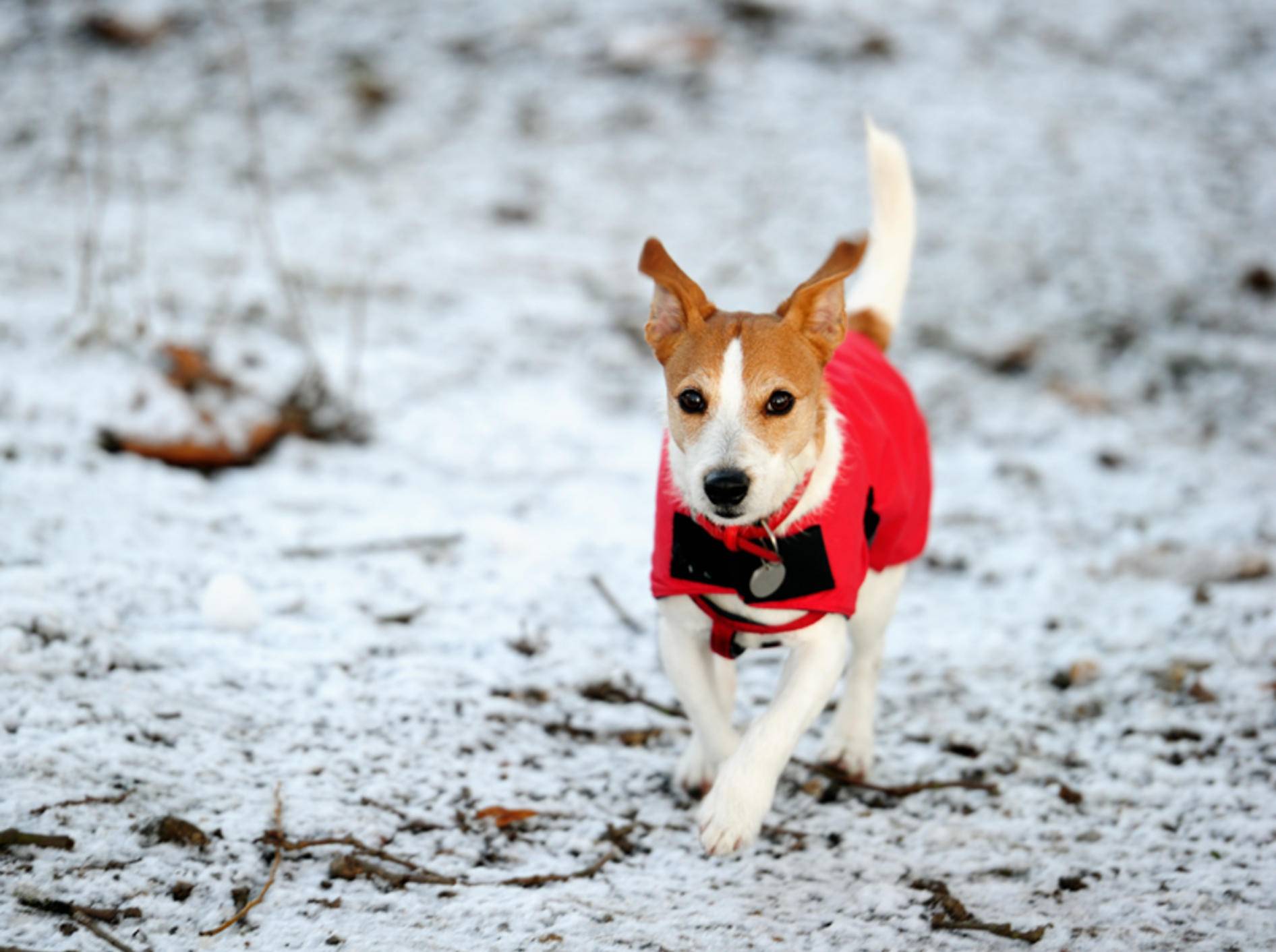 Damit der Hund nicht friert, hilft ein bequemes Mäntelchen – Bild: Shutterstock / Godrick