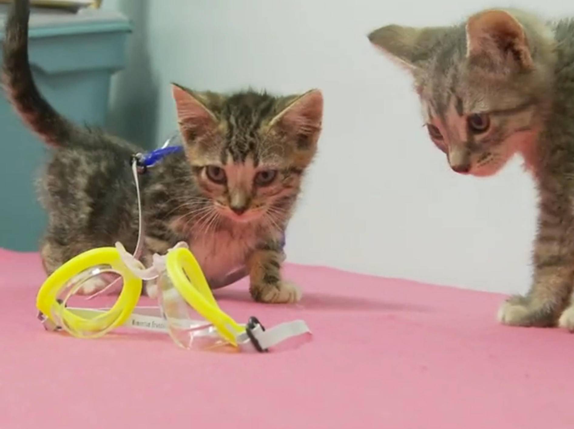 Süße Kätzchen: "Taucherbrillen sind cool!" – Bild: YouTube / The Pet Collective