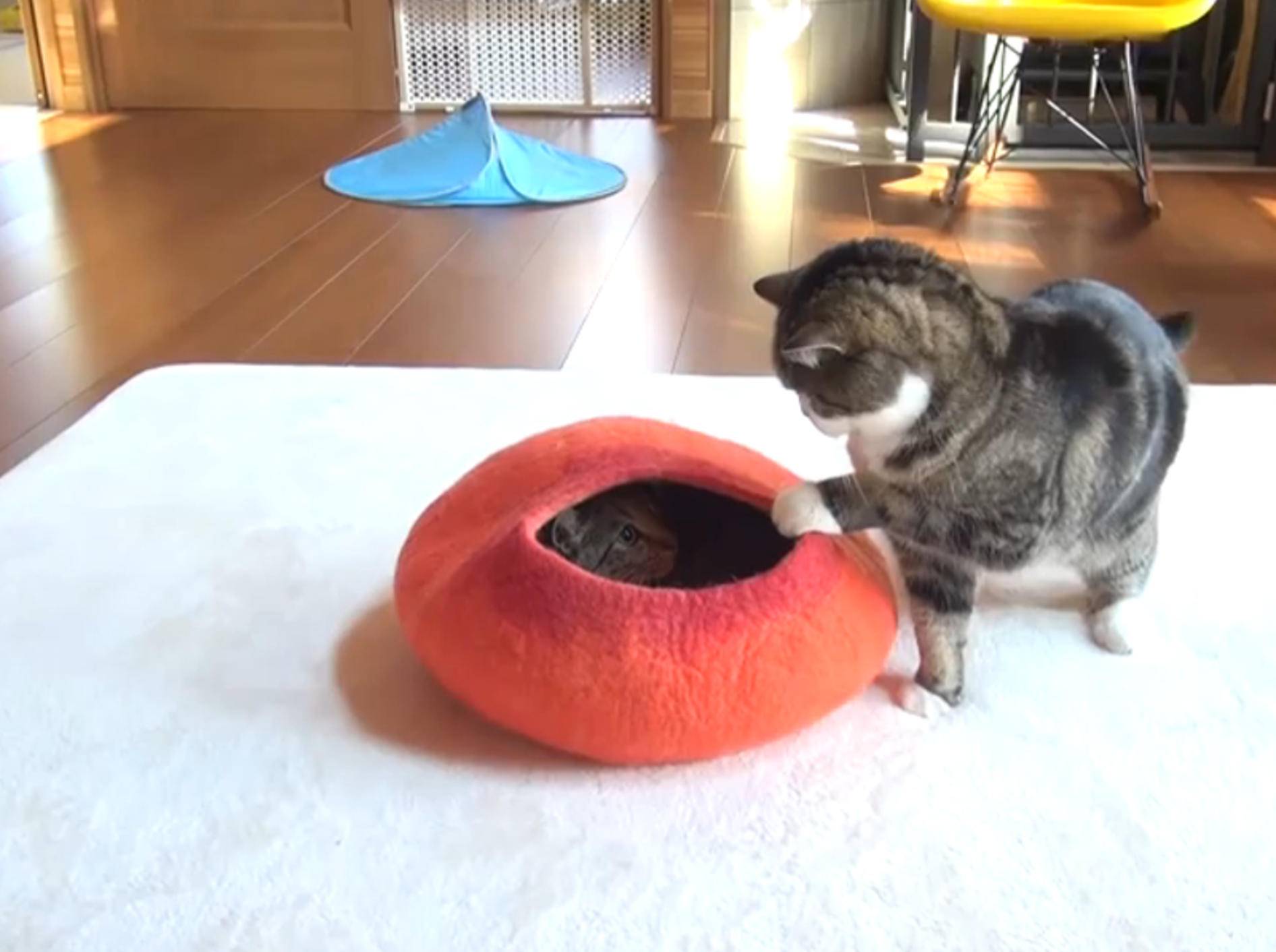Hana und Maru: Kampf um Katzenbett – Bild: YouTube / mugumogu