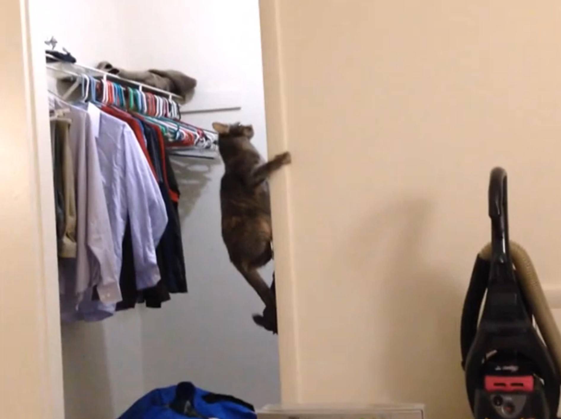 Katze Luna total aufgedreht und verspielt – Bild: YouTube / emlodrone