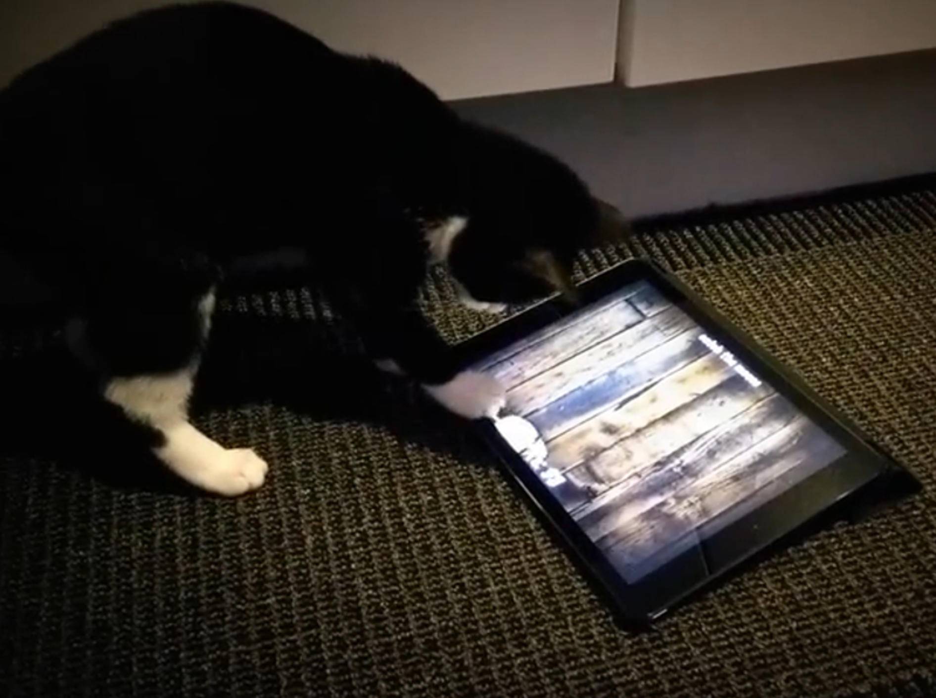 Süße Katze jagt Maus auf Tablet – YouTube / Bart Bohyn
