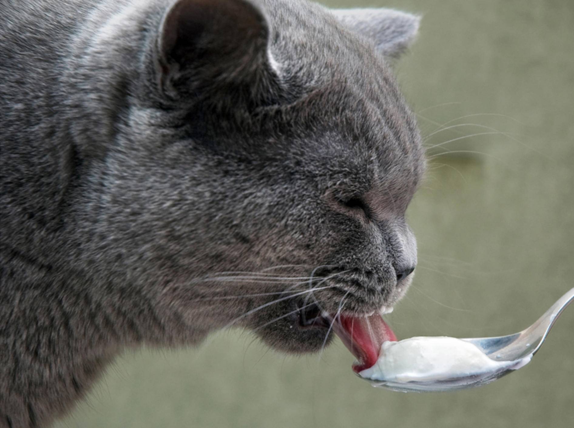 Mmmh, lecker! Katzen lieben Joghurt – Bild: Shutterstock / Krivitsky Vladimir