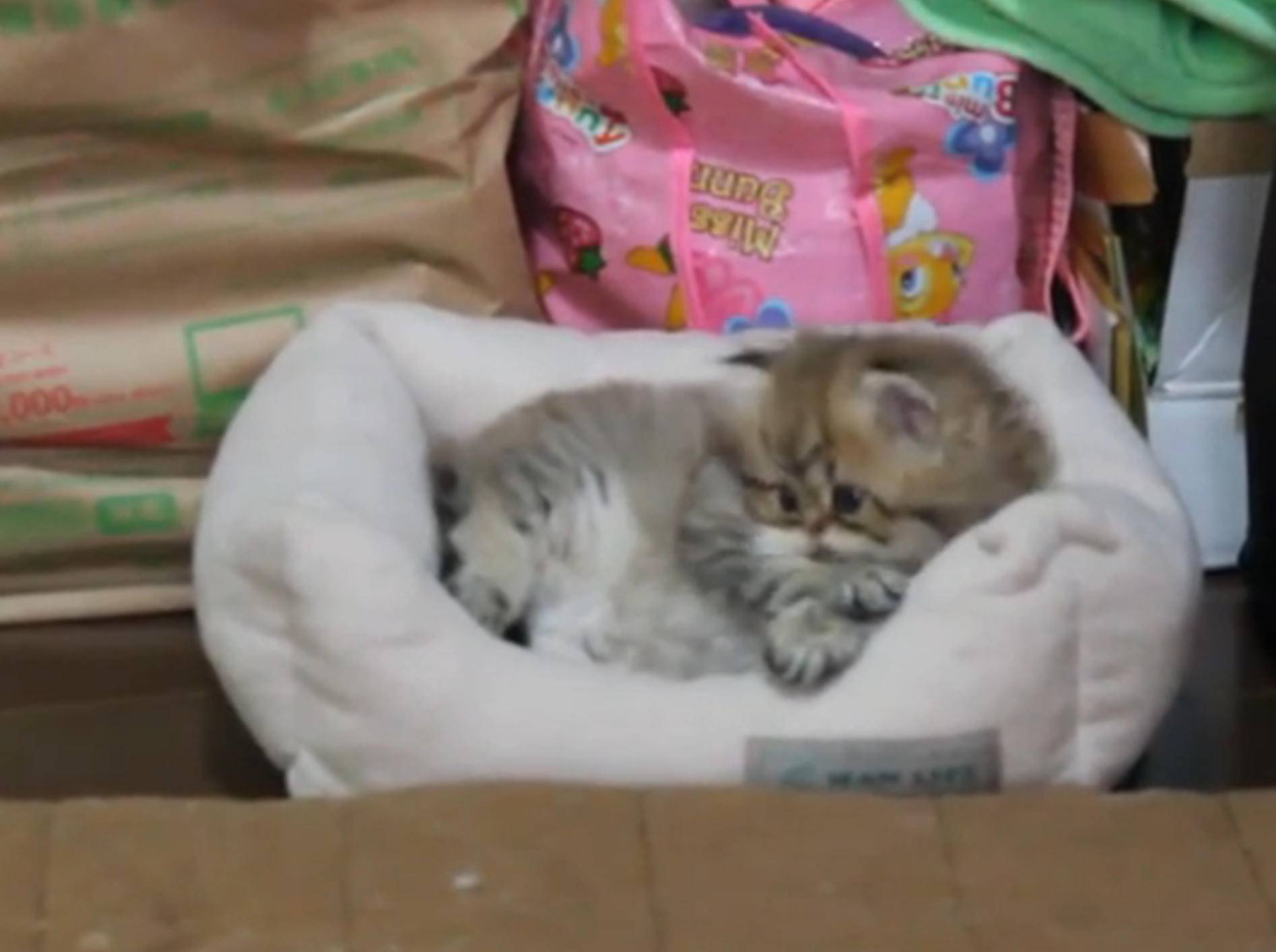 Kätzchen: "Ich will einfach nur entspannen!" – Bild: YouTube / Miss Aww
