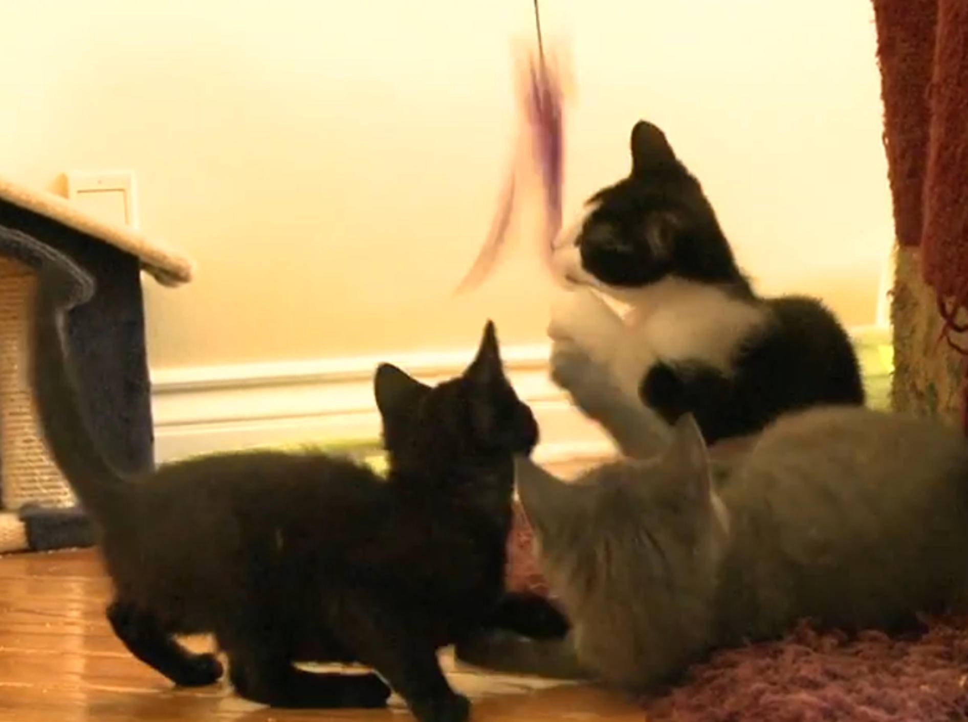 Süße Kätzchen: "Federwedel sind toll!" – Bild: YouTube / The Pet Collective
