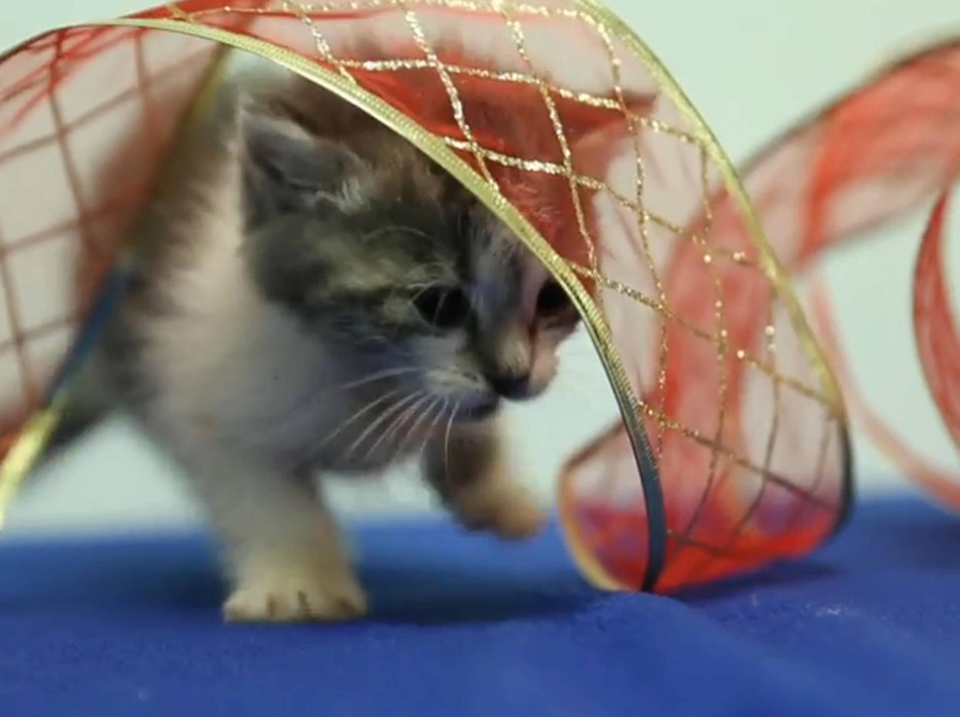 Niedliches Kätzchen spielt mit Geschenkband – Bild: YouTube / The Pet Collective