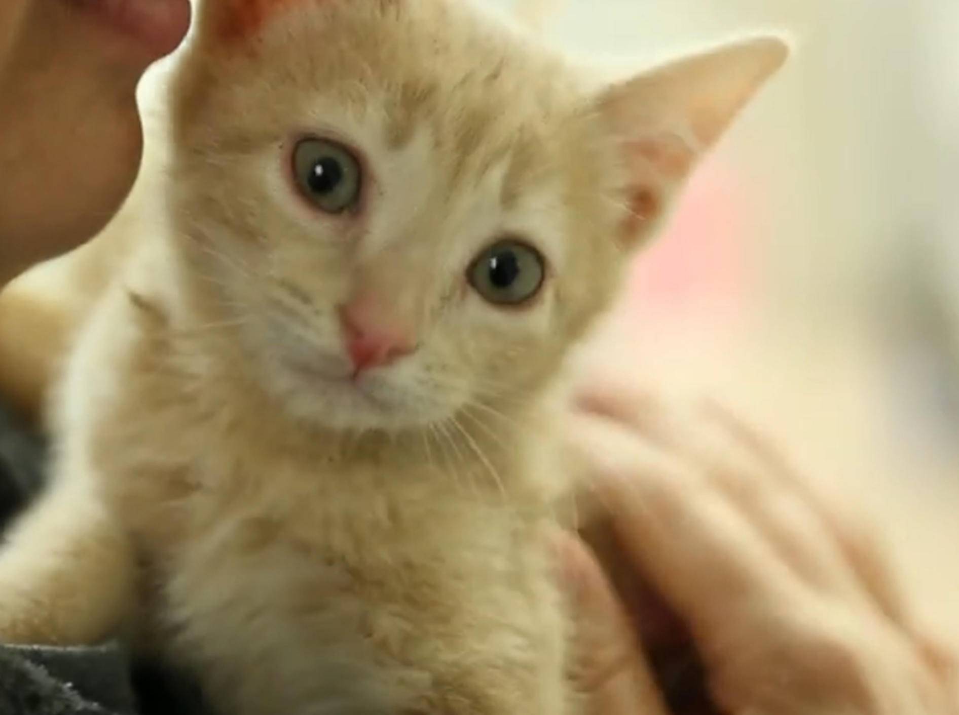 Putzige Kätzchen: "Das ist so aufregend!" – Bild: YouTube / The Pet Collective