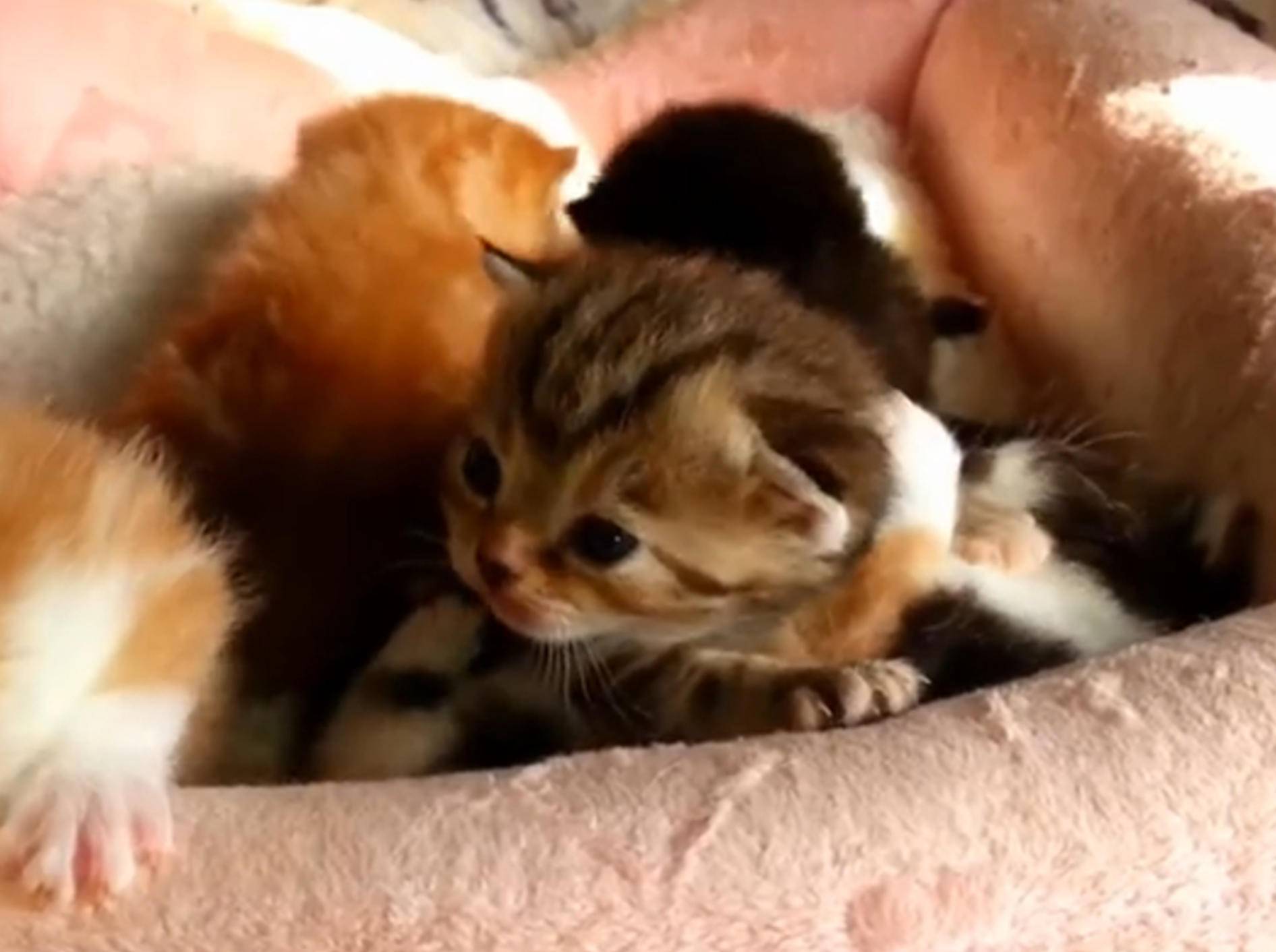 Niedliche Katzenbabys beim Kuscheln – Bild: YouTube / Miss Aww
