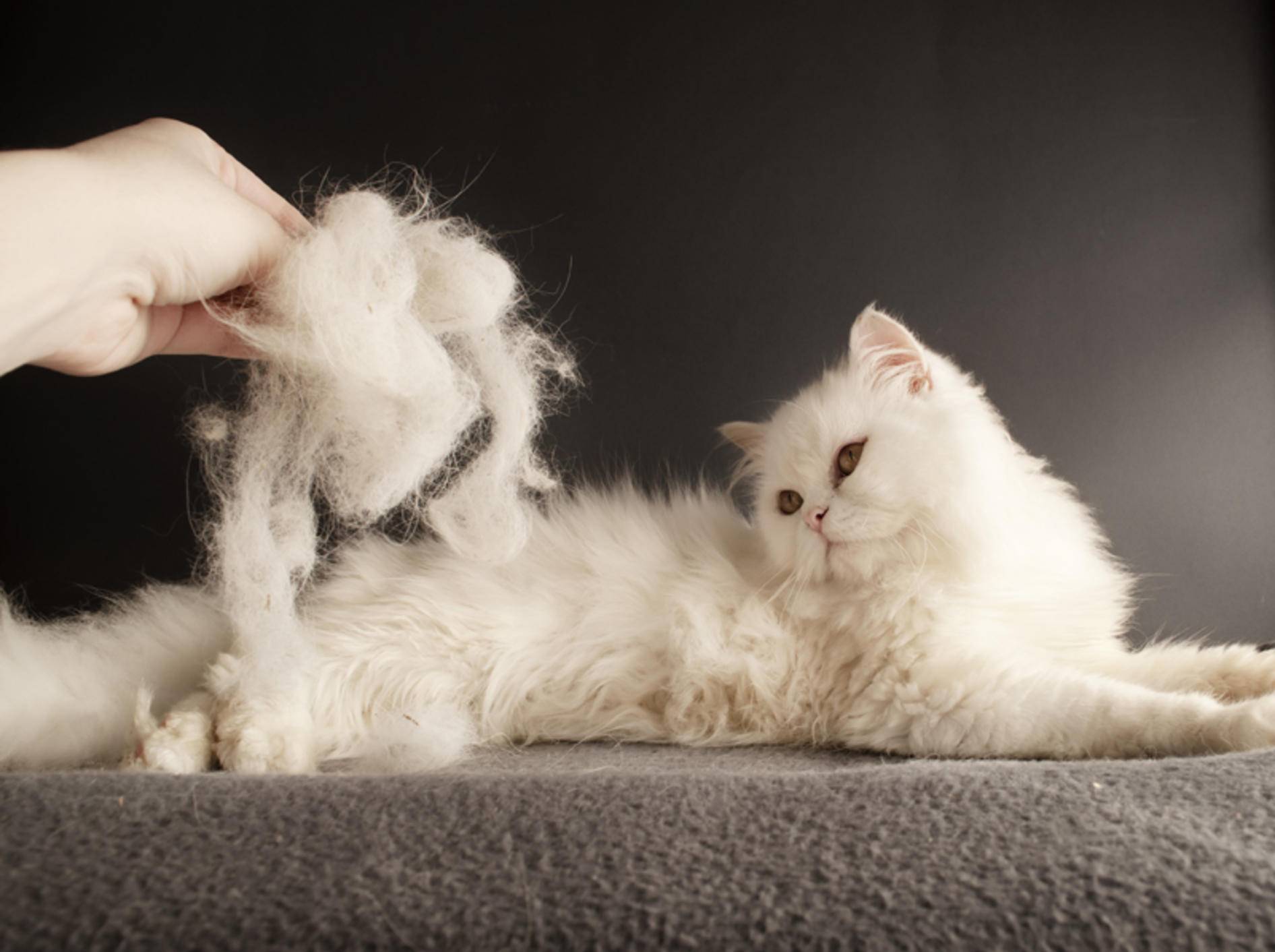 Langhaarige Katzen sind anfälliger für verfilztes Fell – Bild: Shutterstock / DreamBig