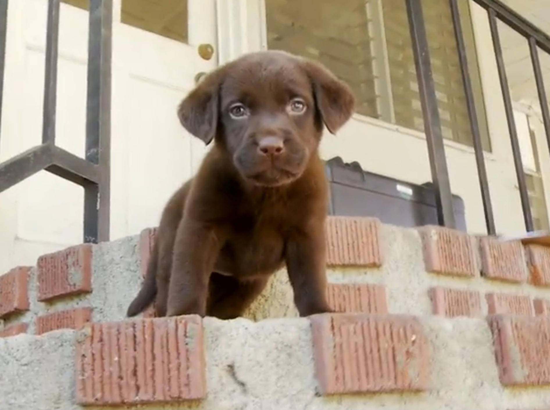 Labrador-Welpe: "Wie komme ich die Treppe hinunter?" – Bild: YouTube / The Pet Collective