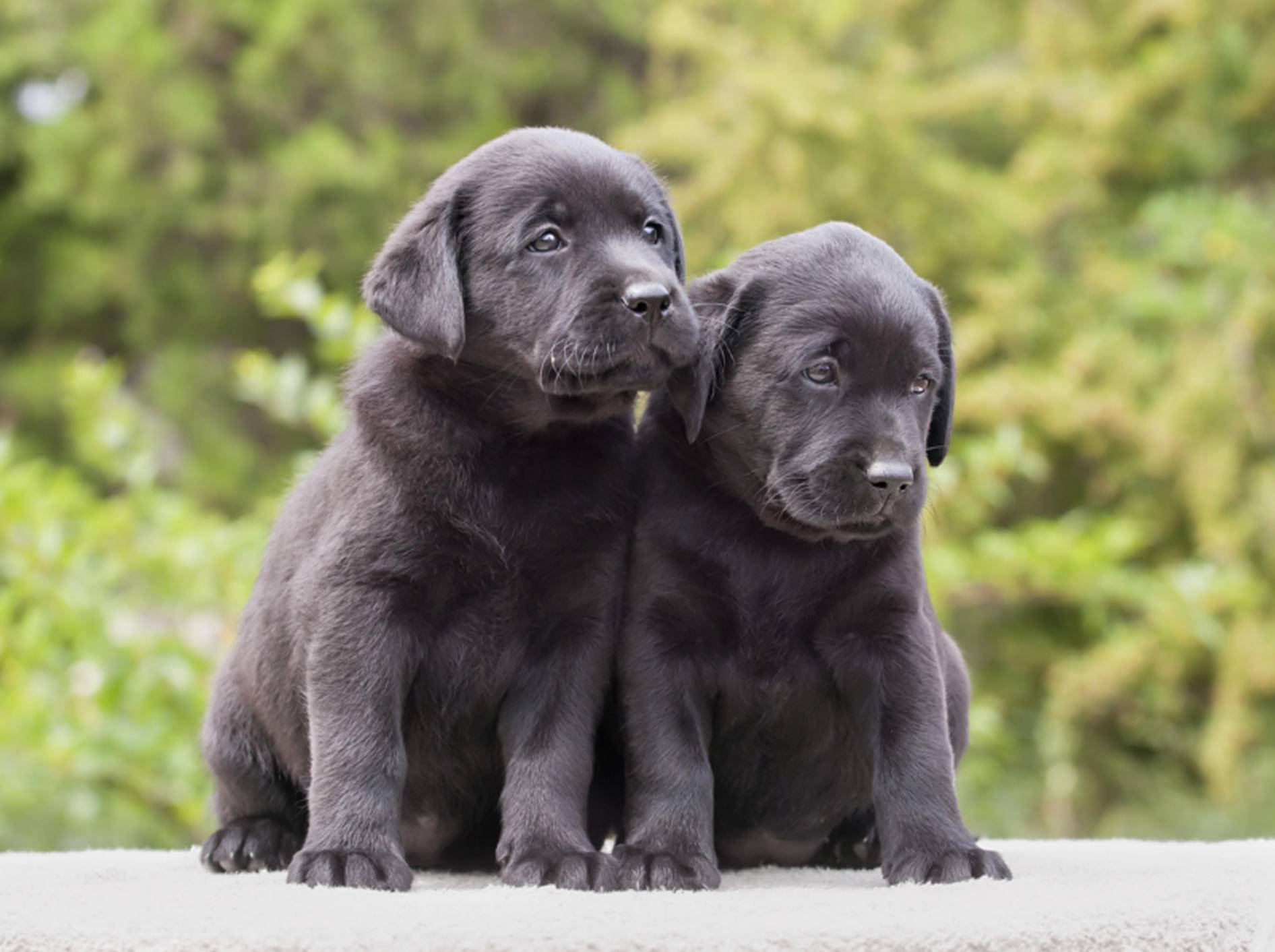 Auch diese süßen Labrador-Welpen brauchen Hundeerziehung – Bild: Shutterstock / Reddogs