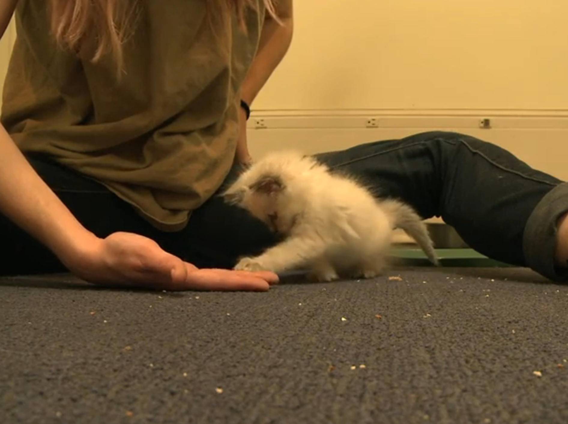 Siam-Katze gibt Handschlag – Bild: YouTube / The Pet Collective
