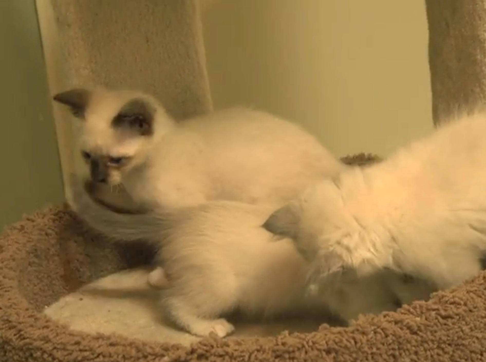 Siam-Katzen: Die Jagd nach dem Schweif – Bild: YouTube / The Pet Collective
