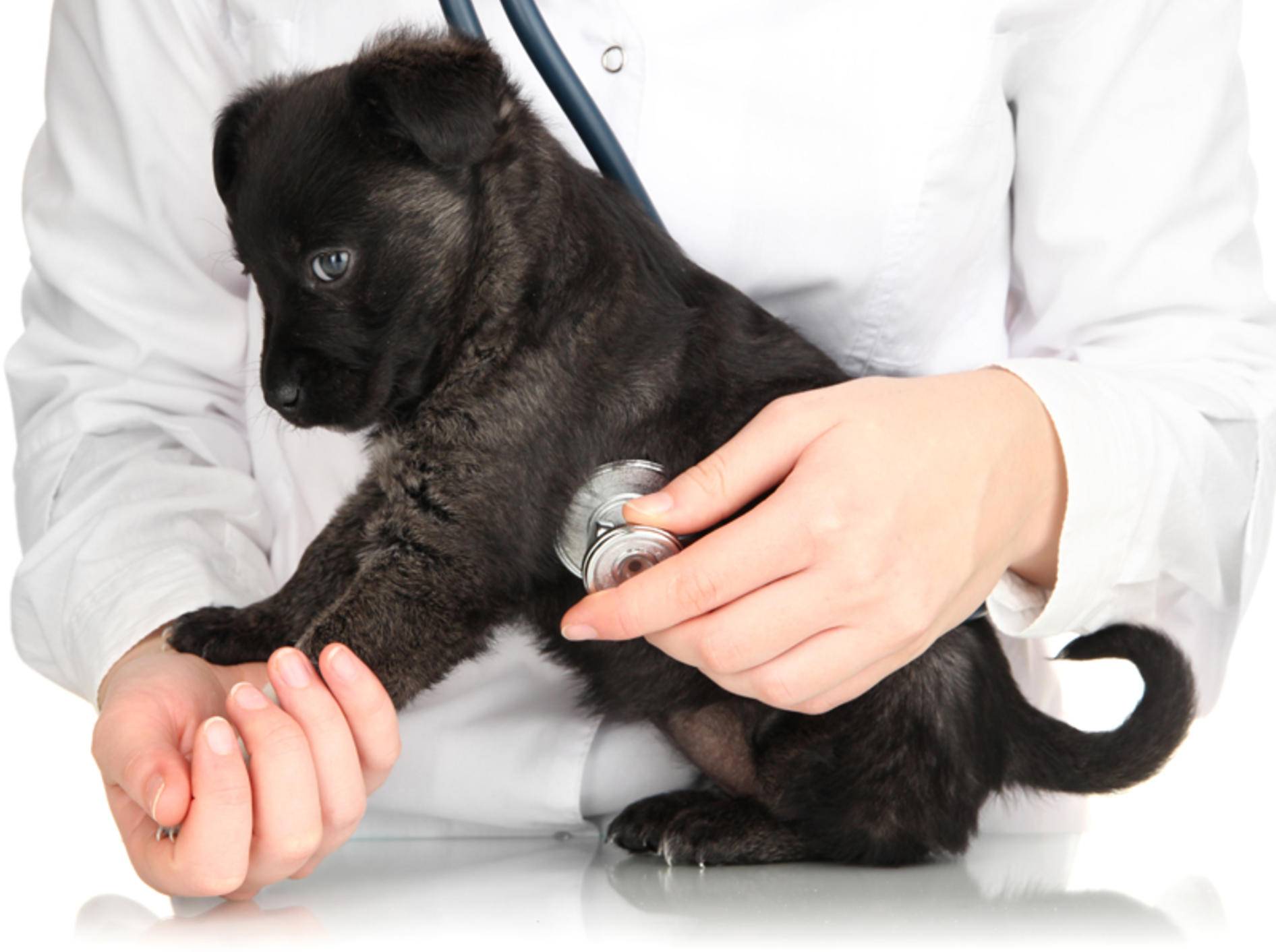 Auch Welpen müssen regelmäßig zum Tierarzt – Bild: Shutterstock / Africa Studio