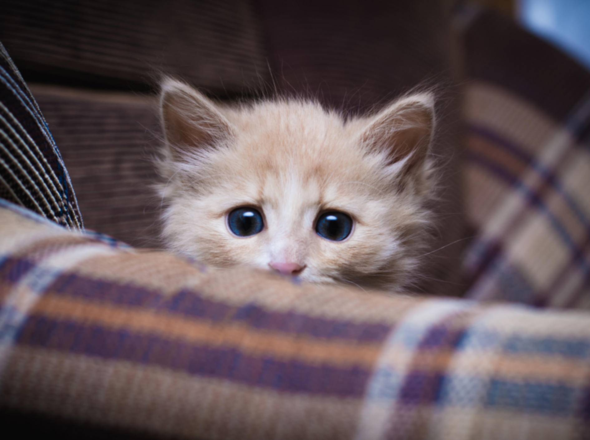 Mit Gelassenheit können Sie eine verängstigte Katze beruhigen – Bild: Shutterstock / Khamidulin Sergey