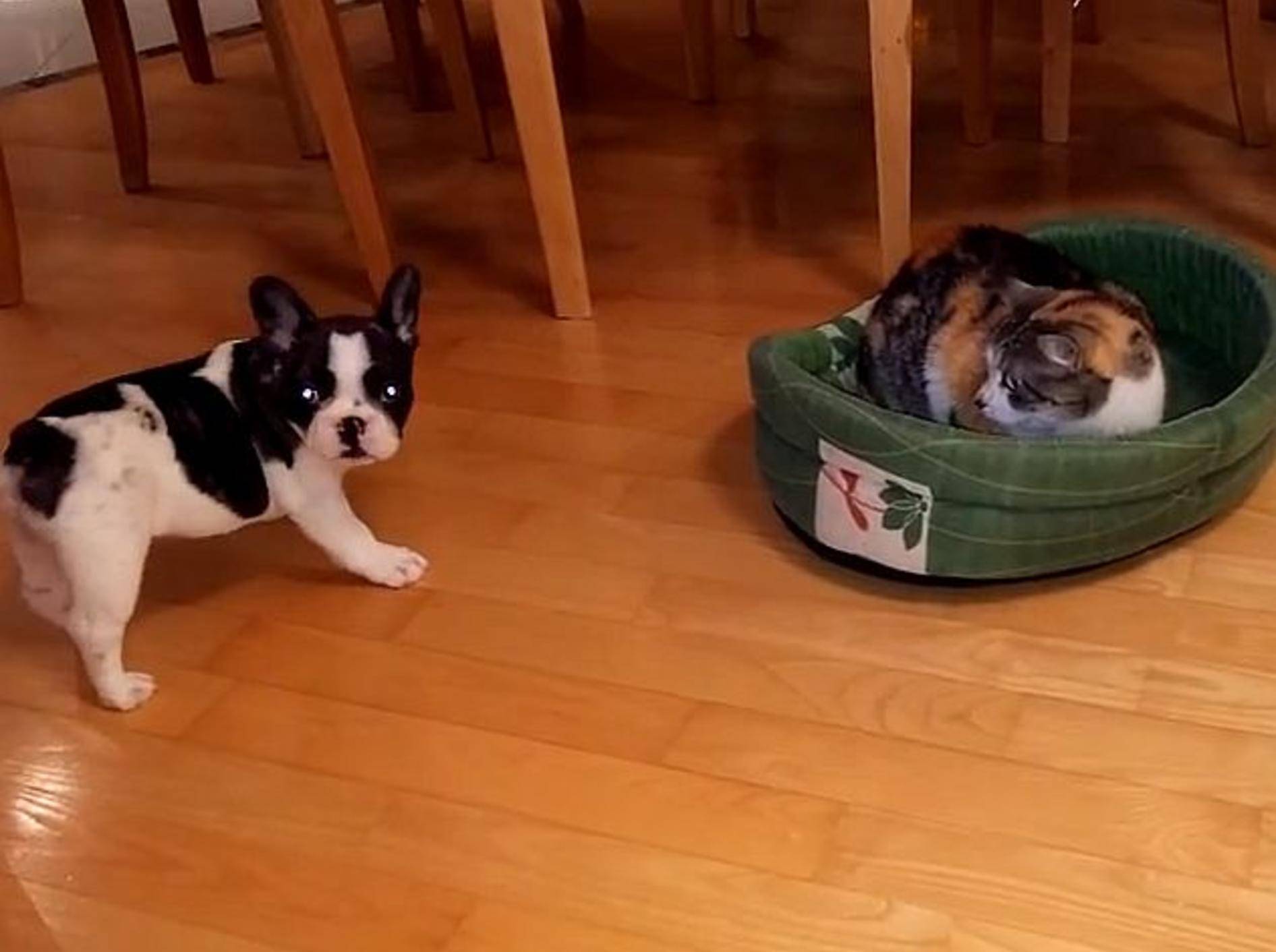 Französische Bulldogge: "Hey, ich will mein Bett zurück!" –Bild: Youtube / Rumble Viral